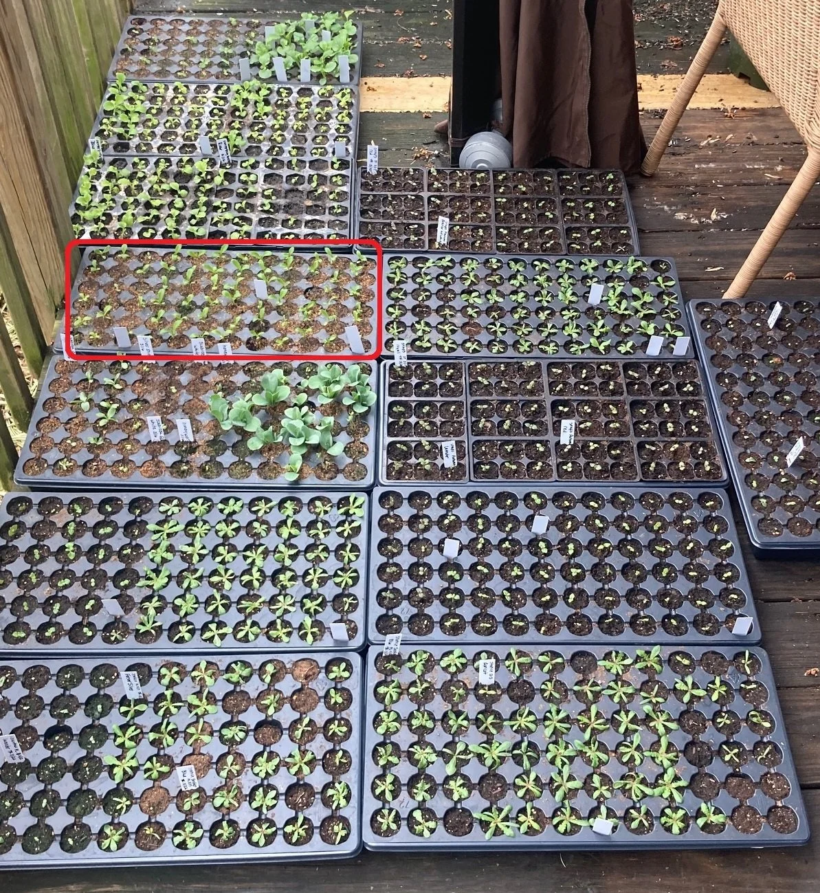 April 3 - Sweet William hardening off