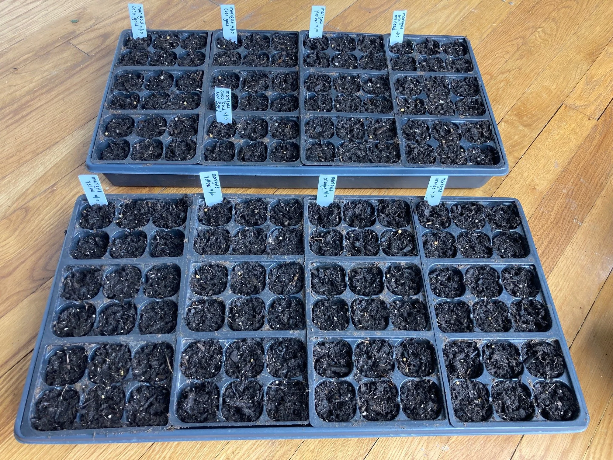 2 trays of marigolds started May 10th