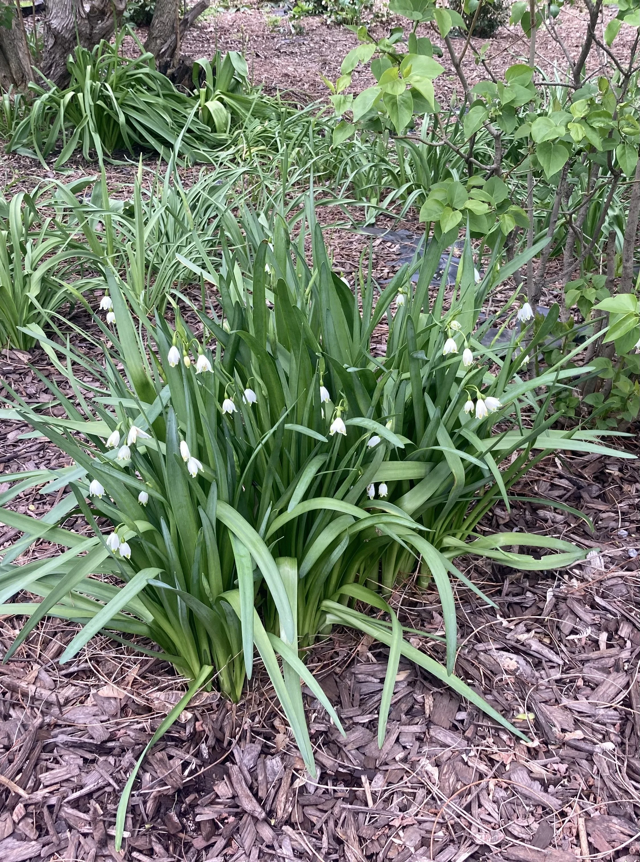 leucojum clump.jpeg