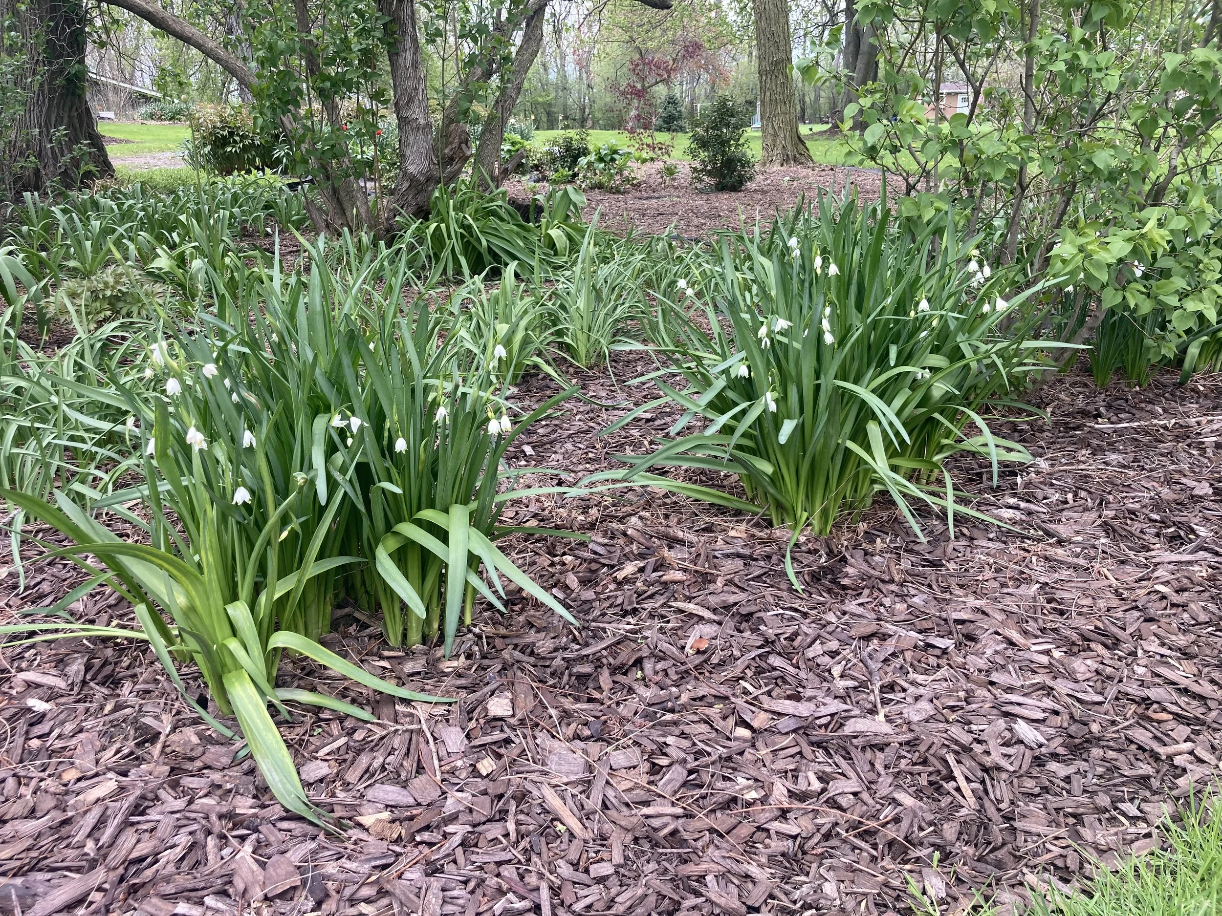leucojum clumps.jpeg