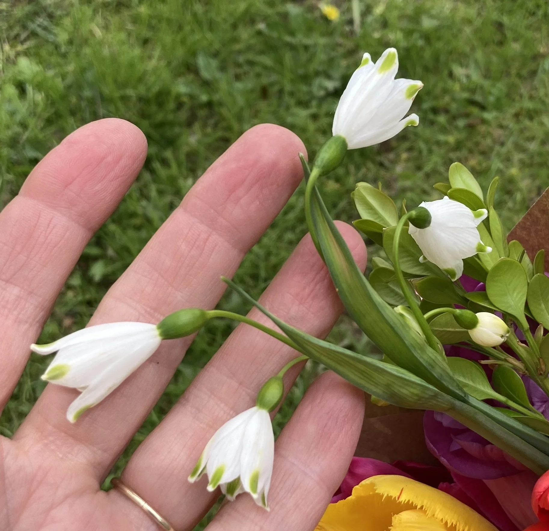 leucojum up close 2.jpeg