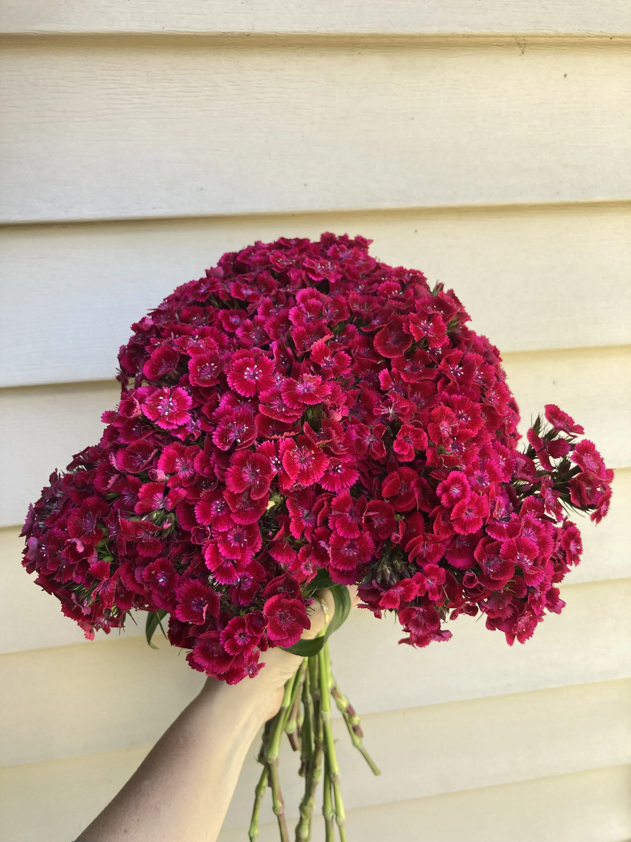 Sweet William