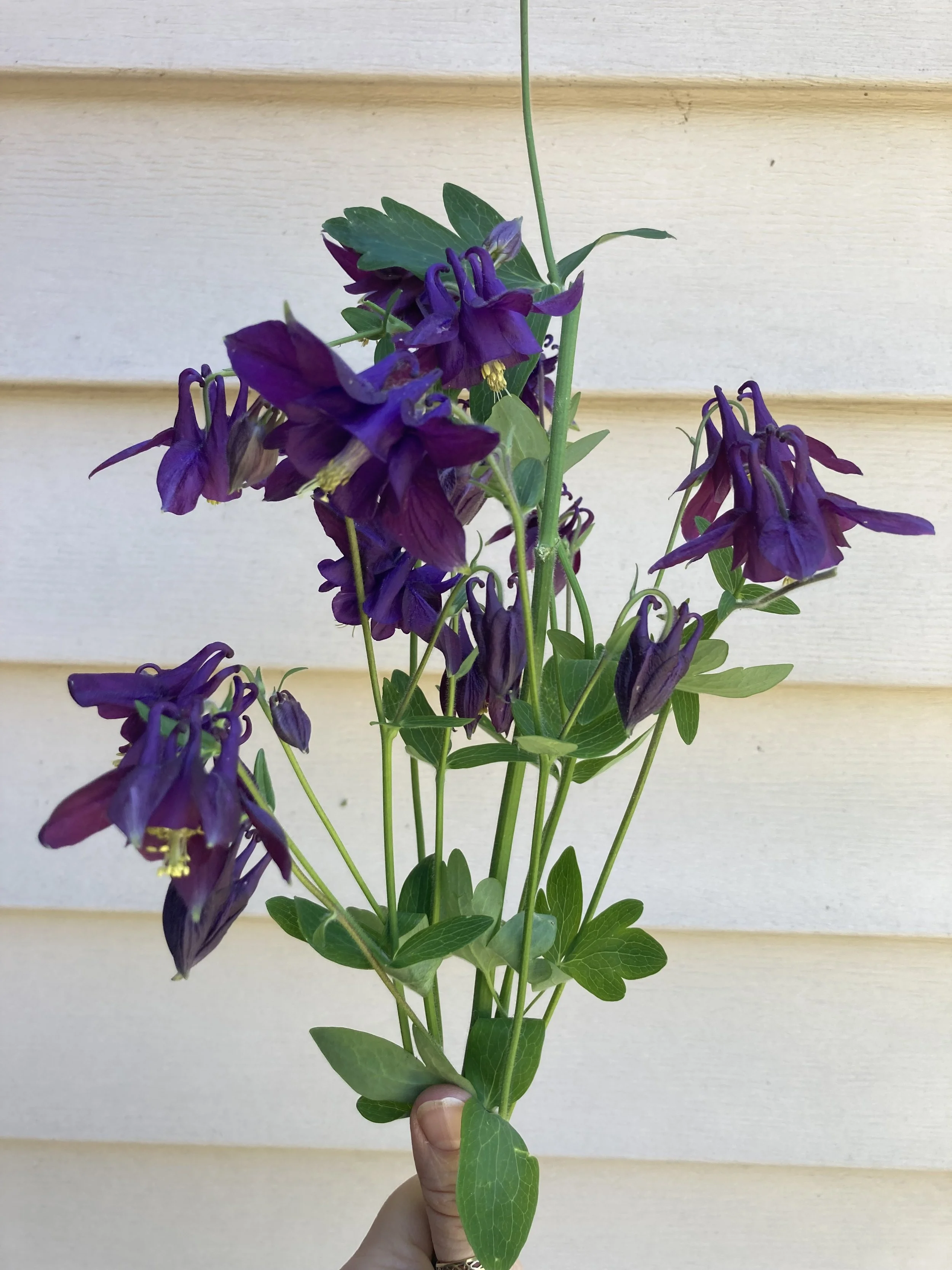 Columbine