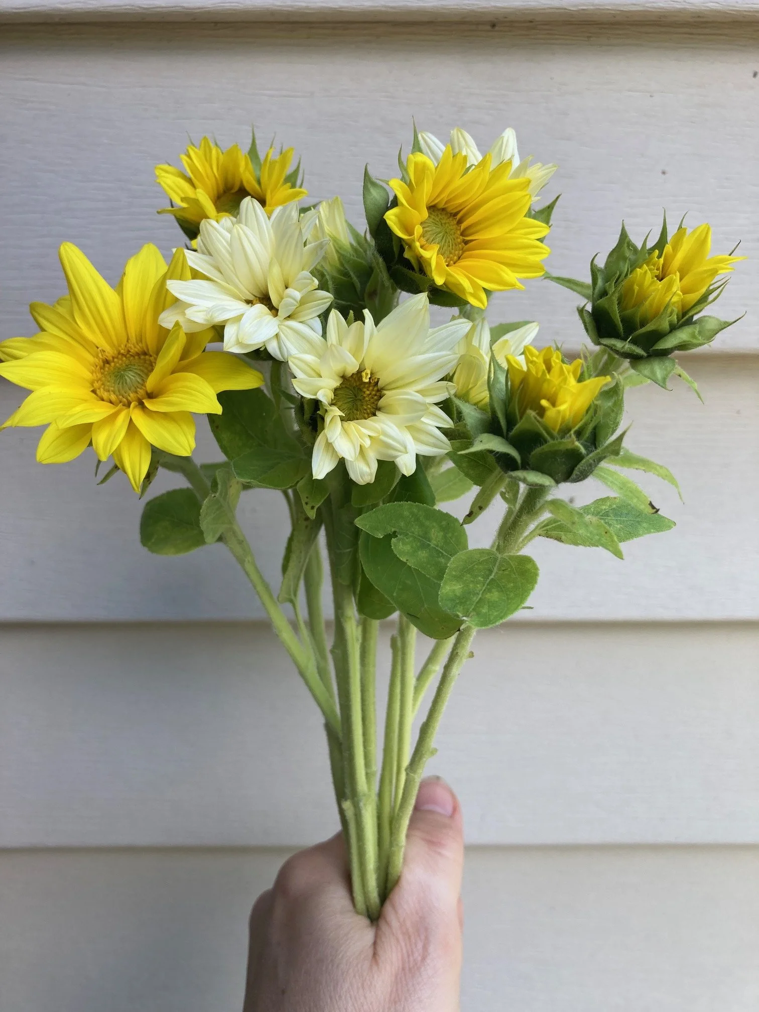 mini sunflowers