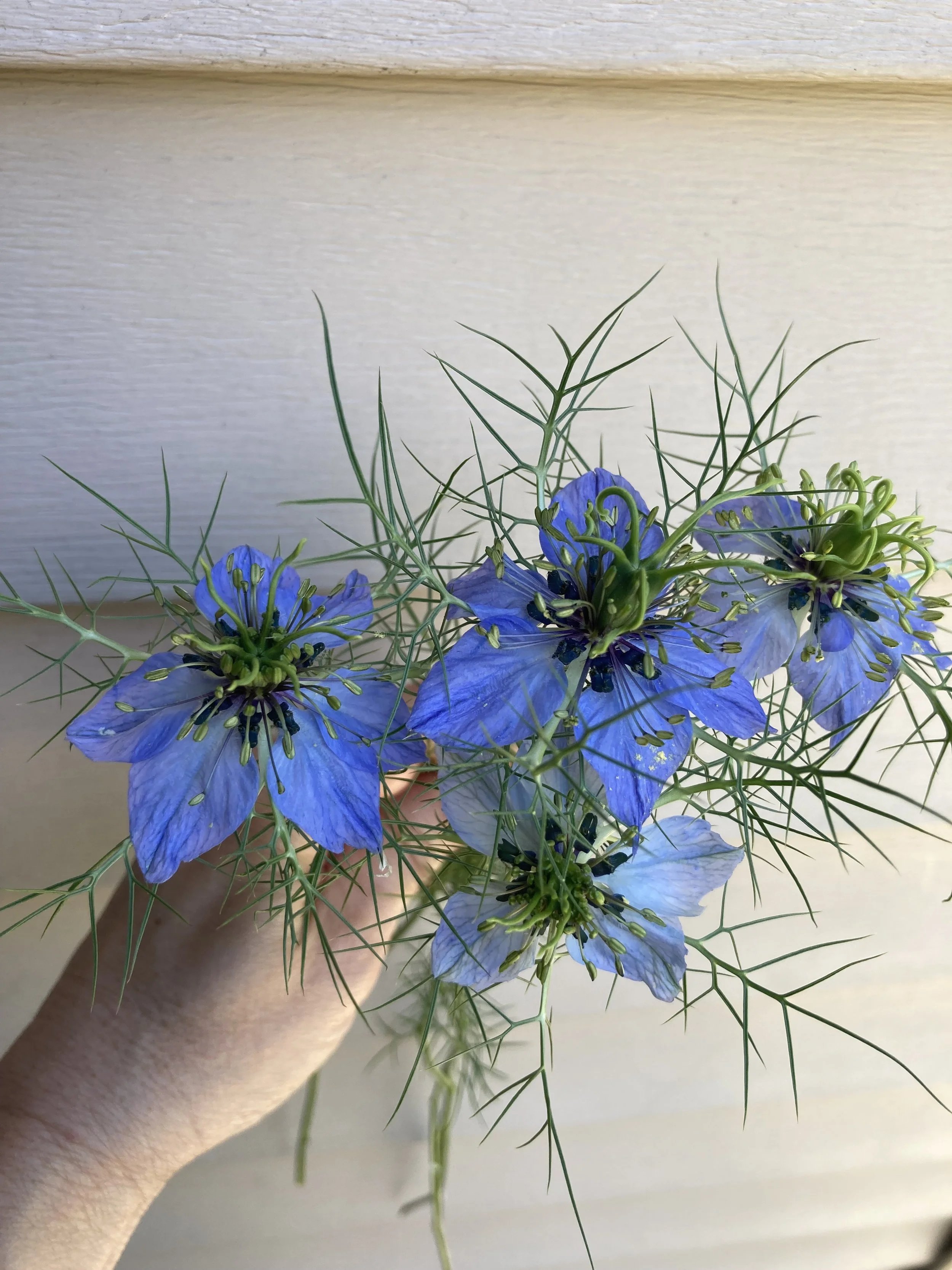 nigella a.k.a. love-in-a-mist