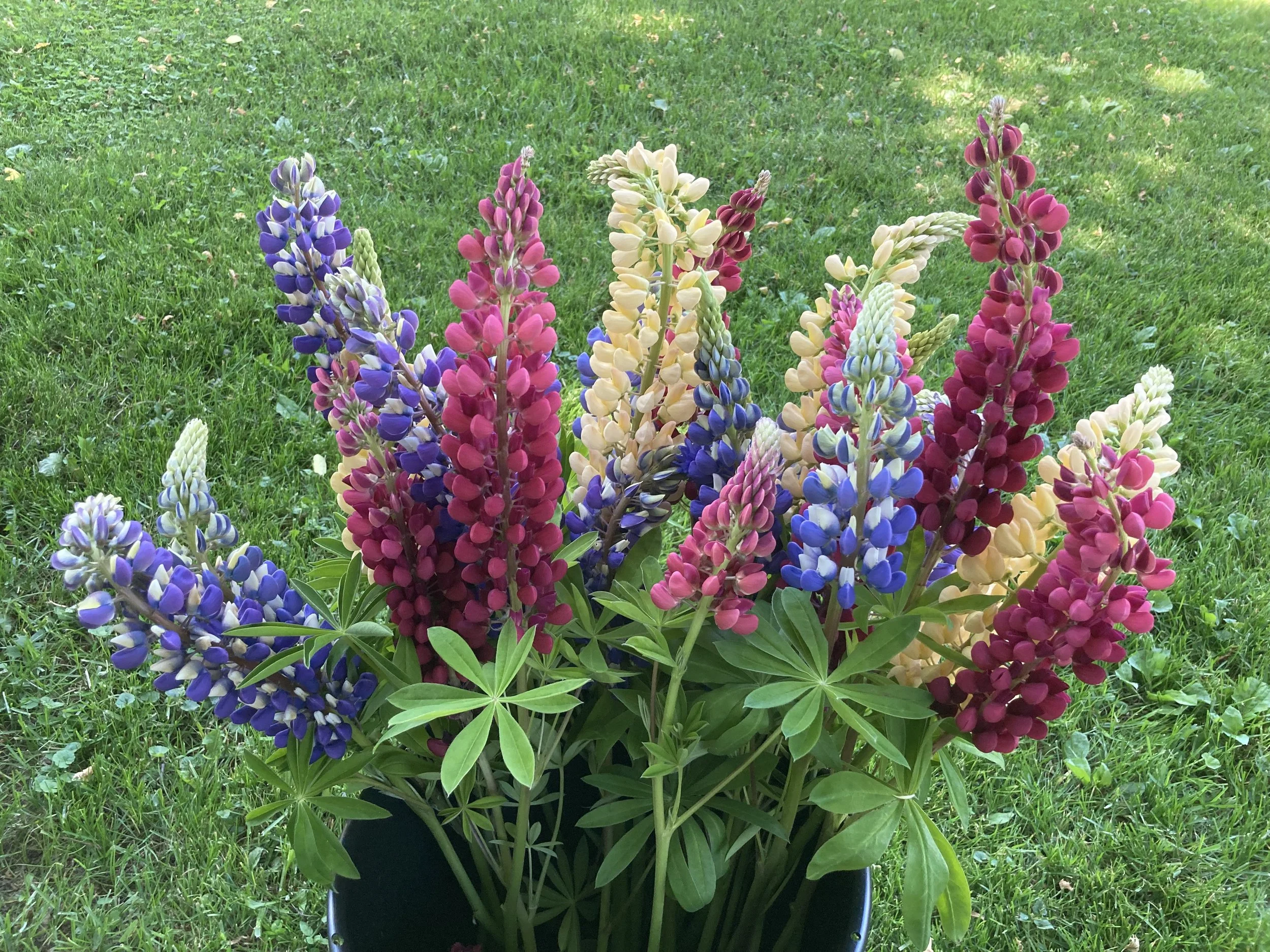 lupine