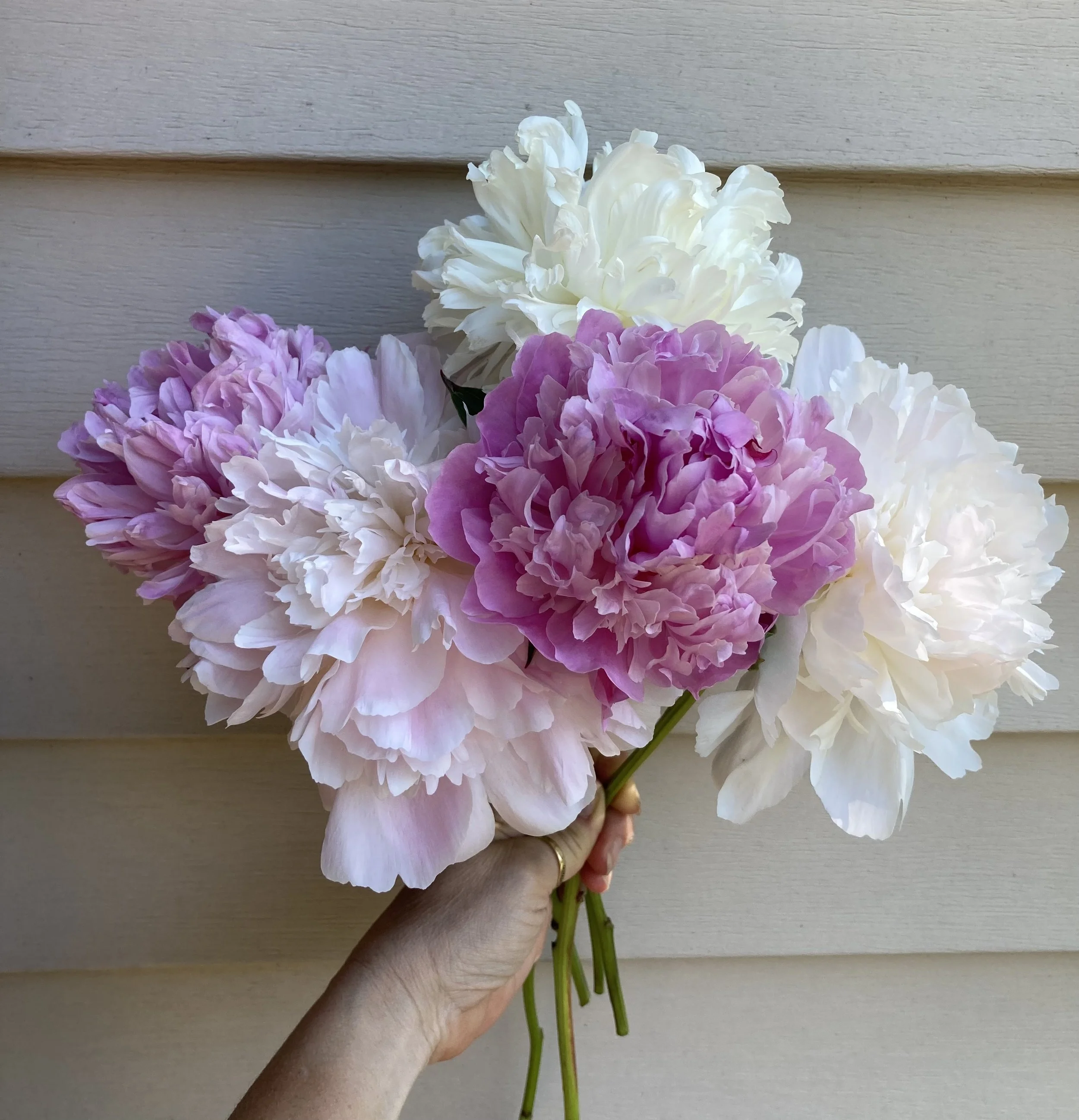 peony