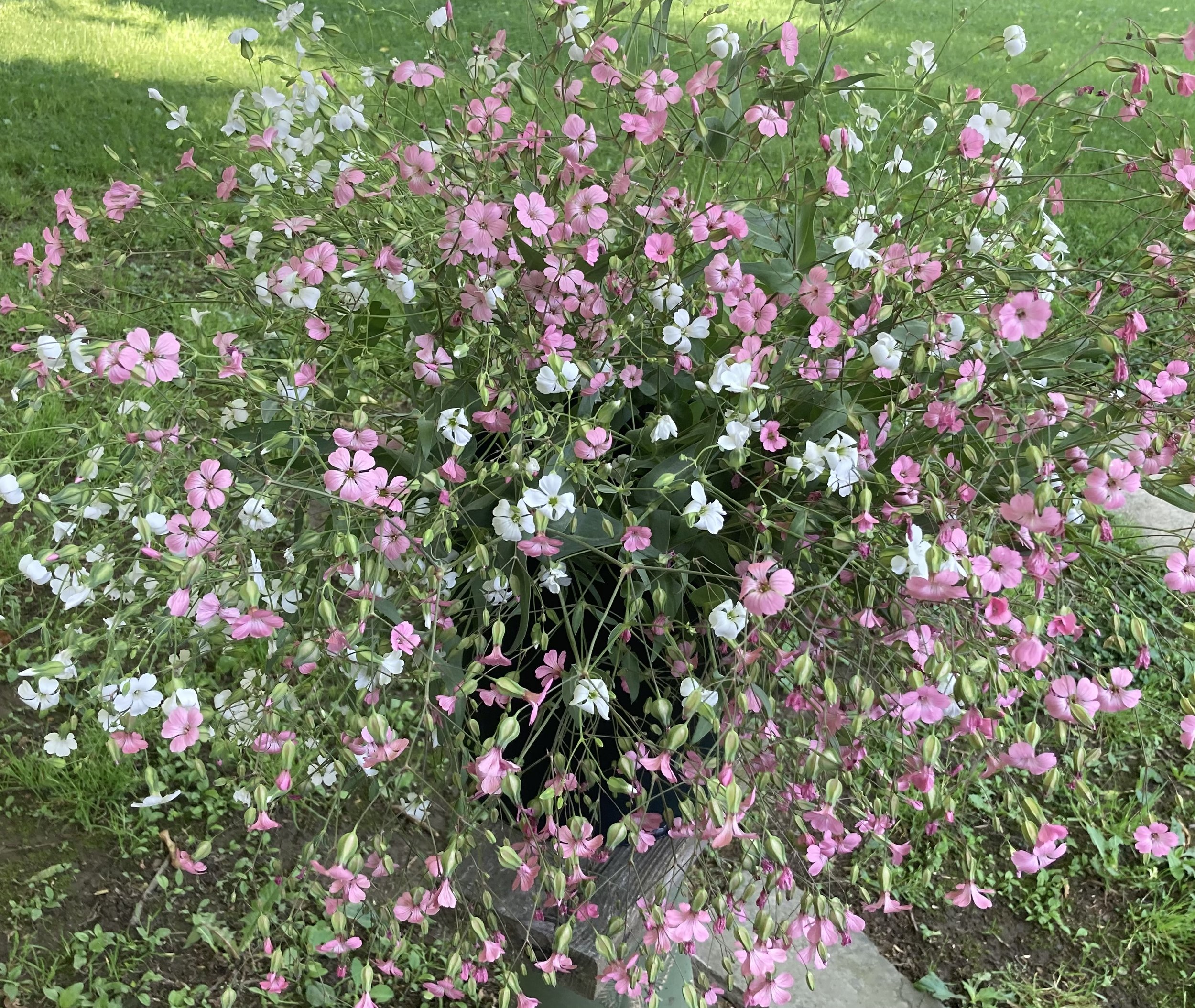 saponaria