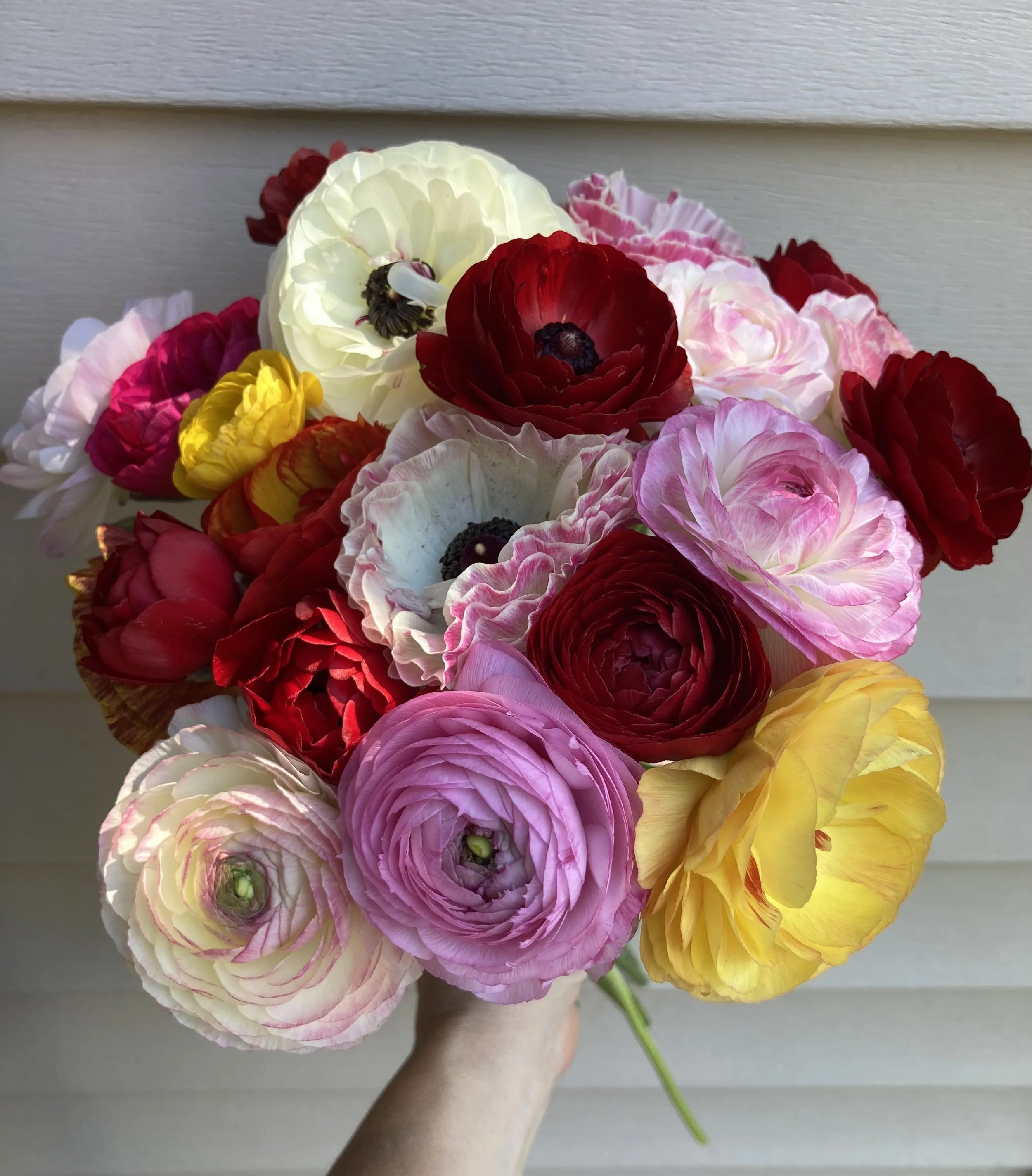 ranunculus