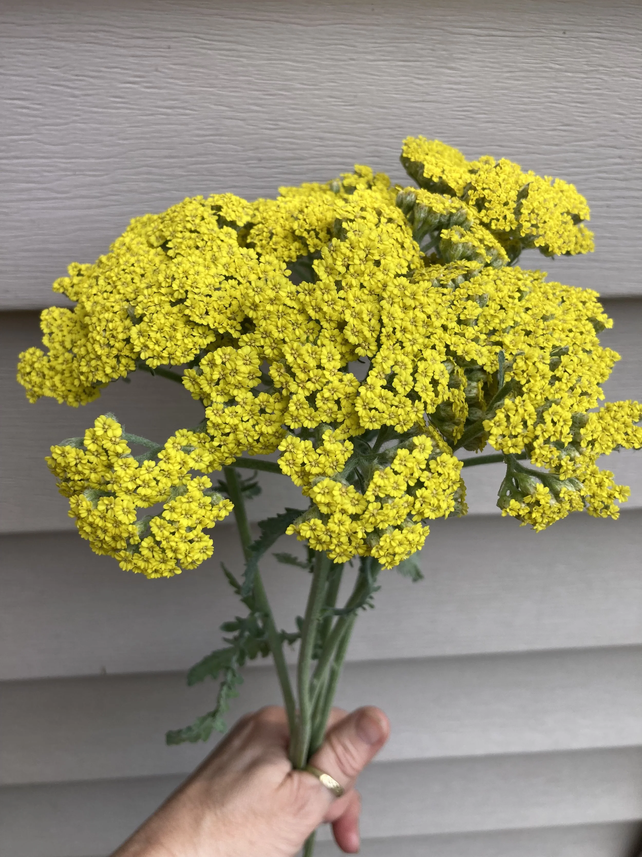 yellow yarrow