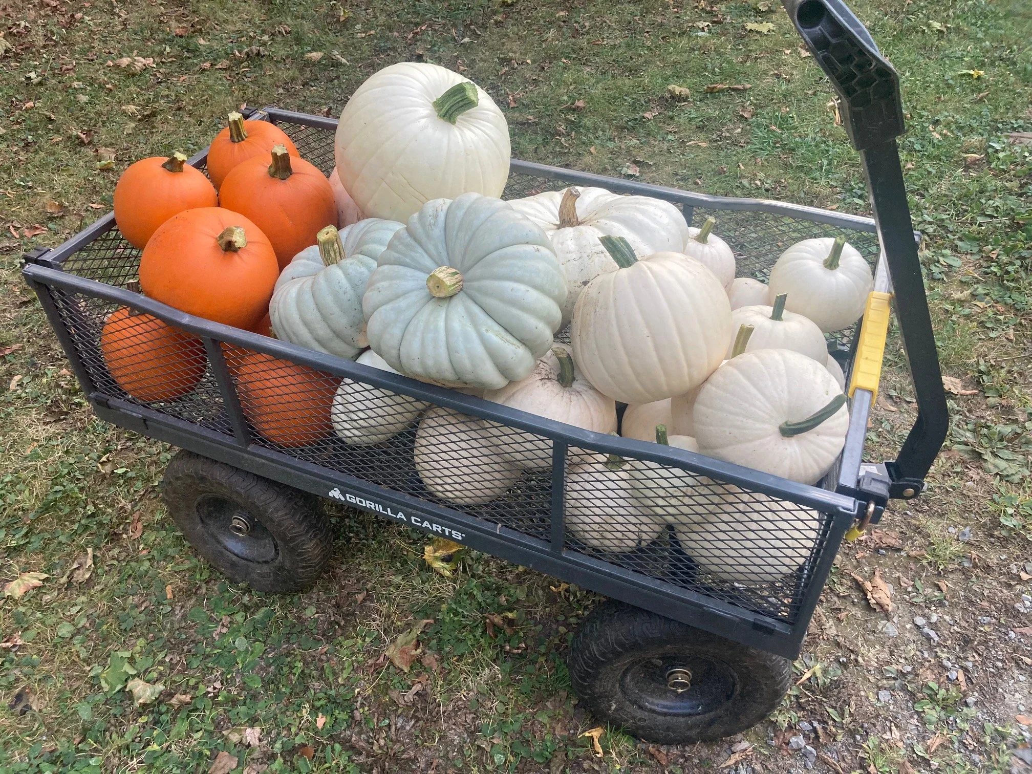 My 2025 pumpkin harvest.