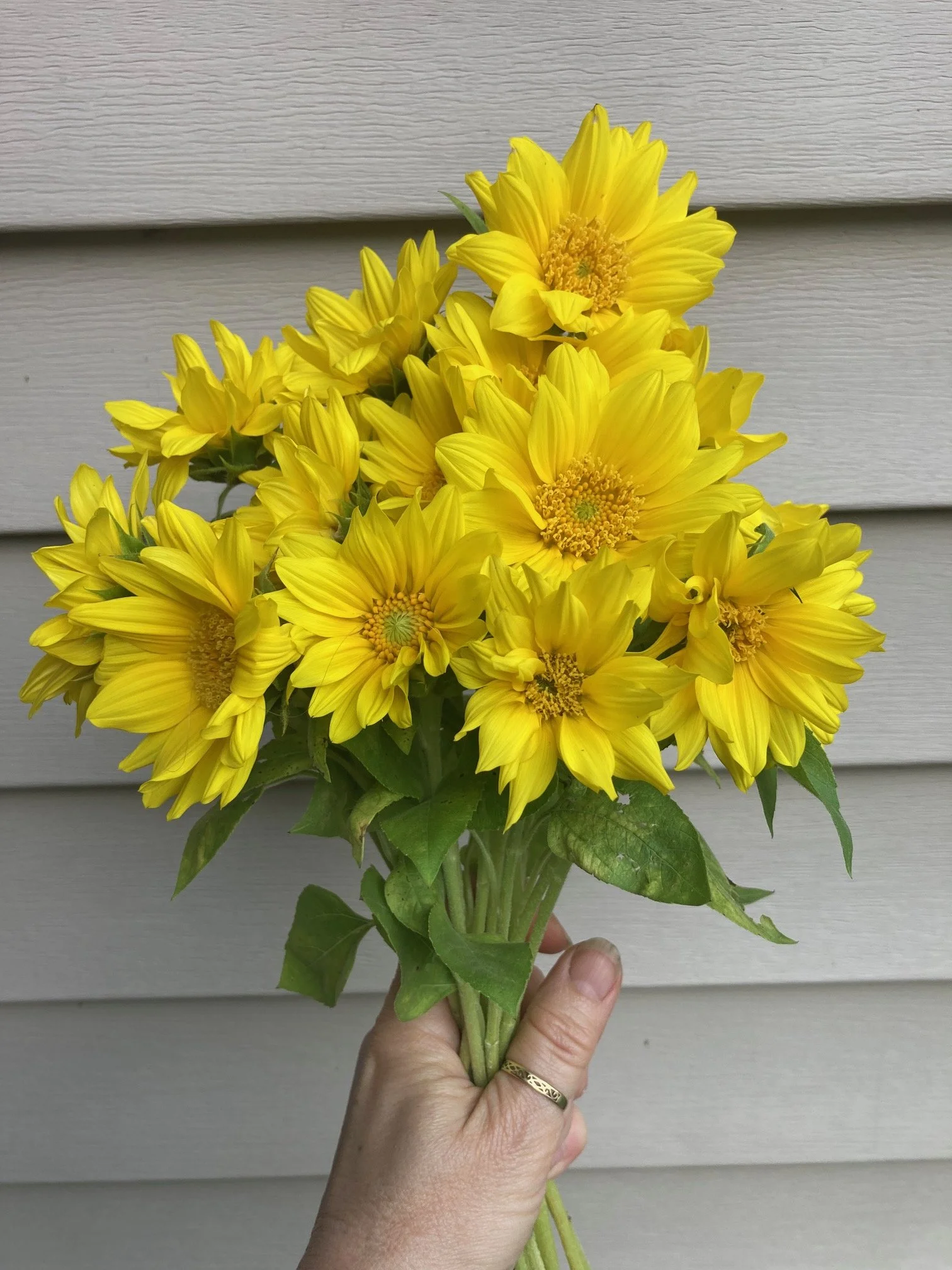 mini yellow sunflowers