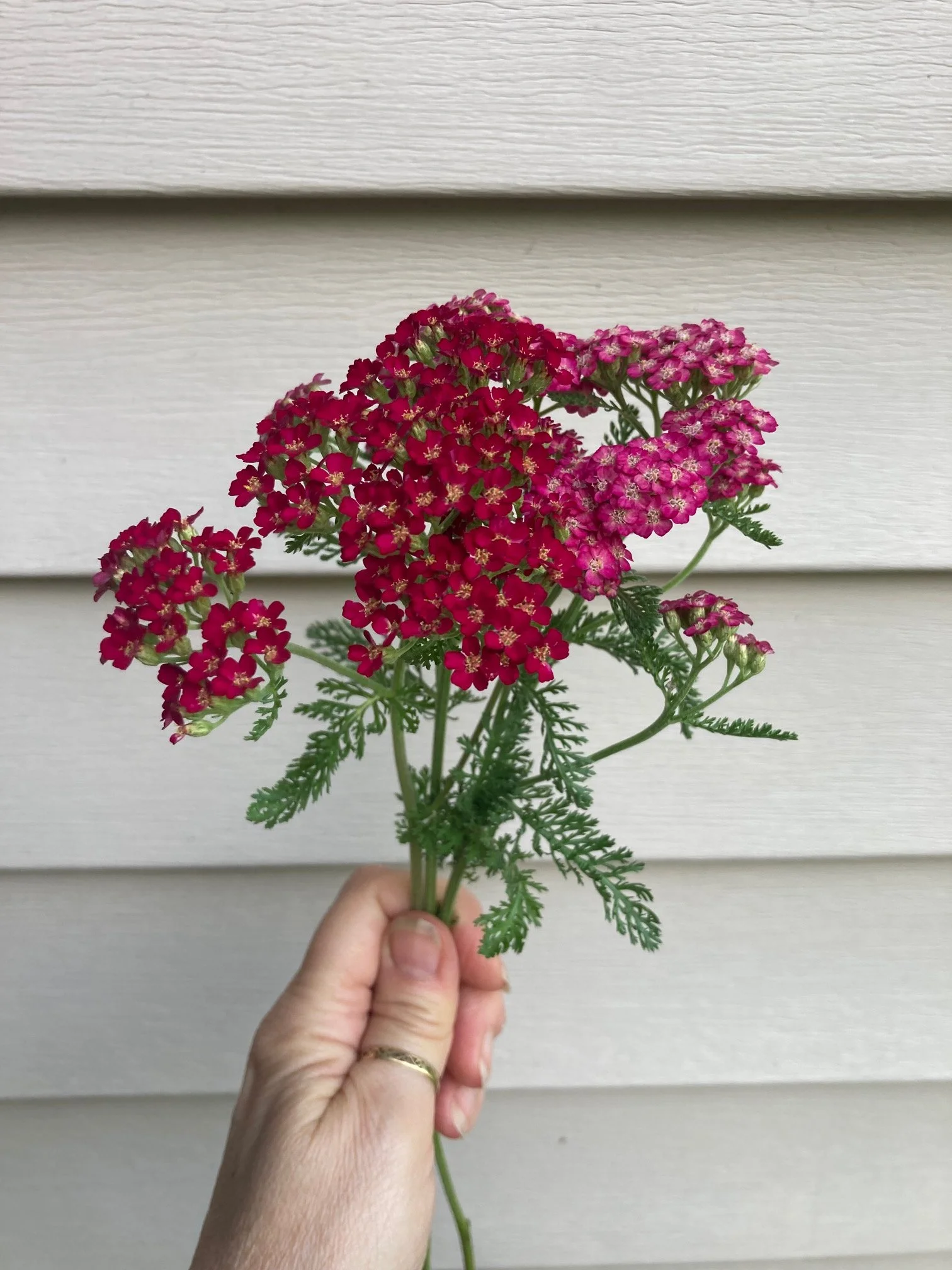 harvested the first of my yarrow 