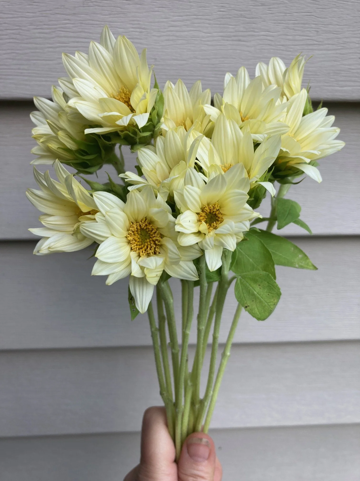 mini white sunflowers