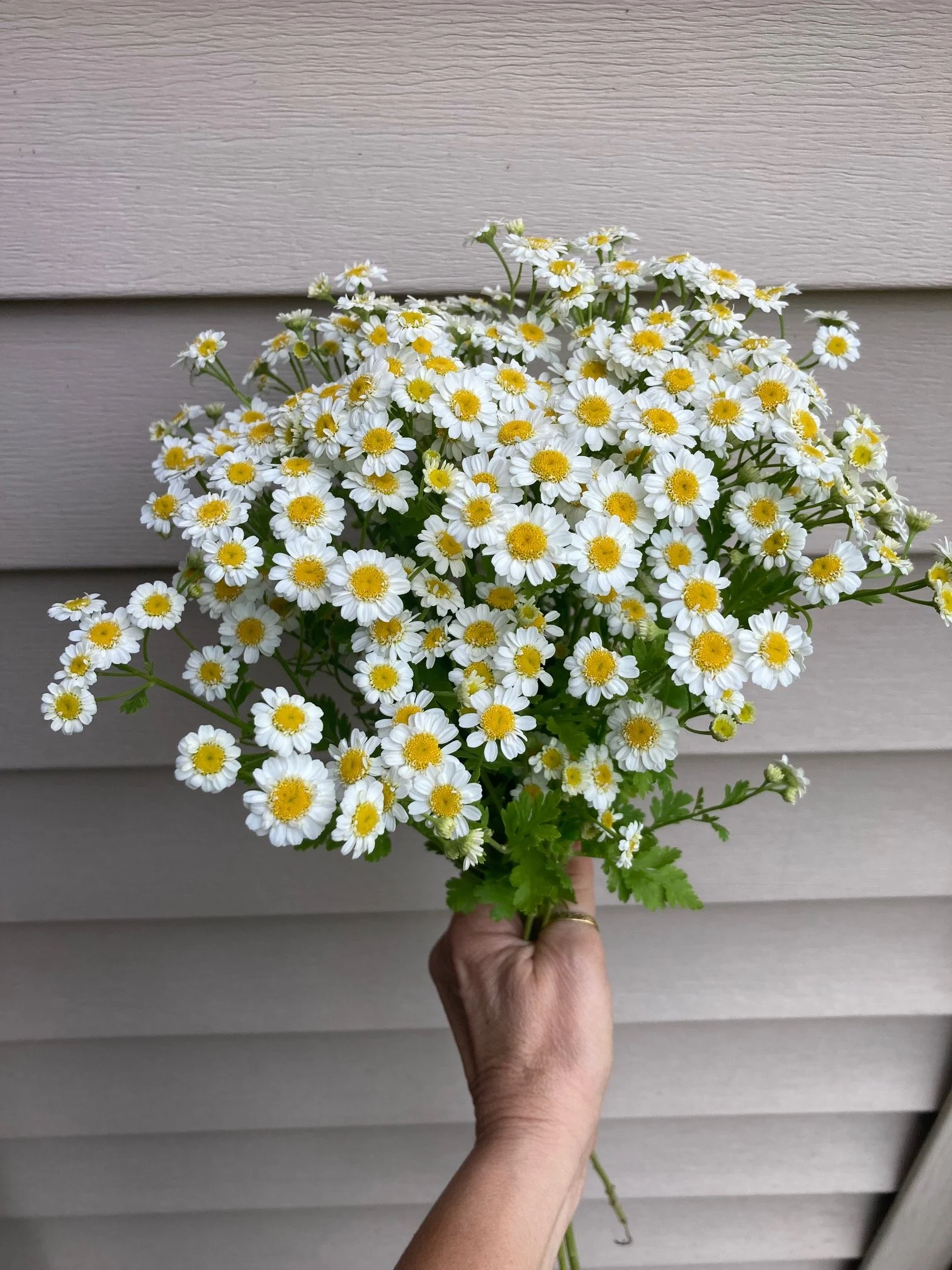 harvested the first of my feverfew