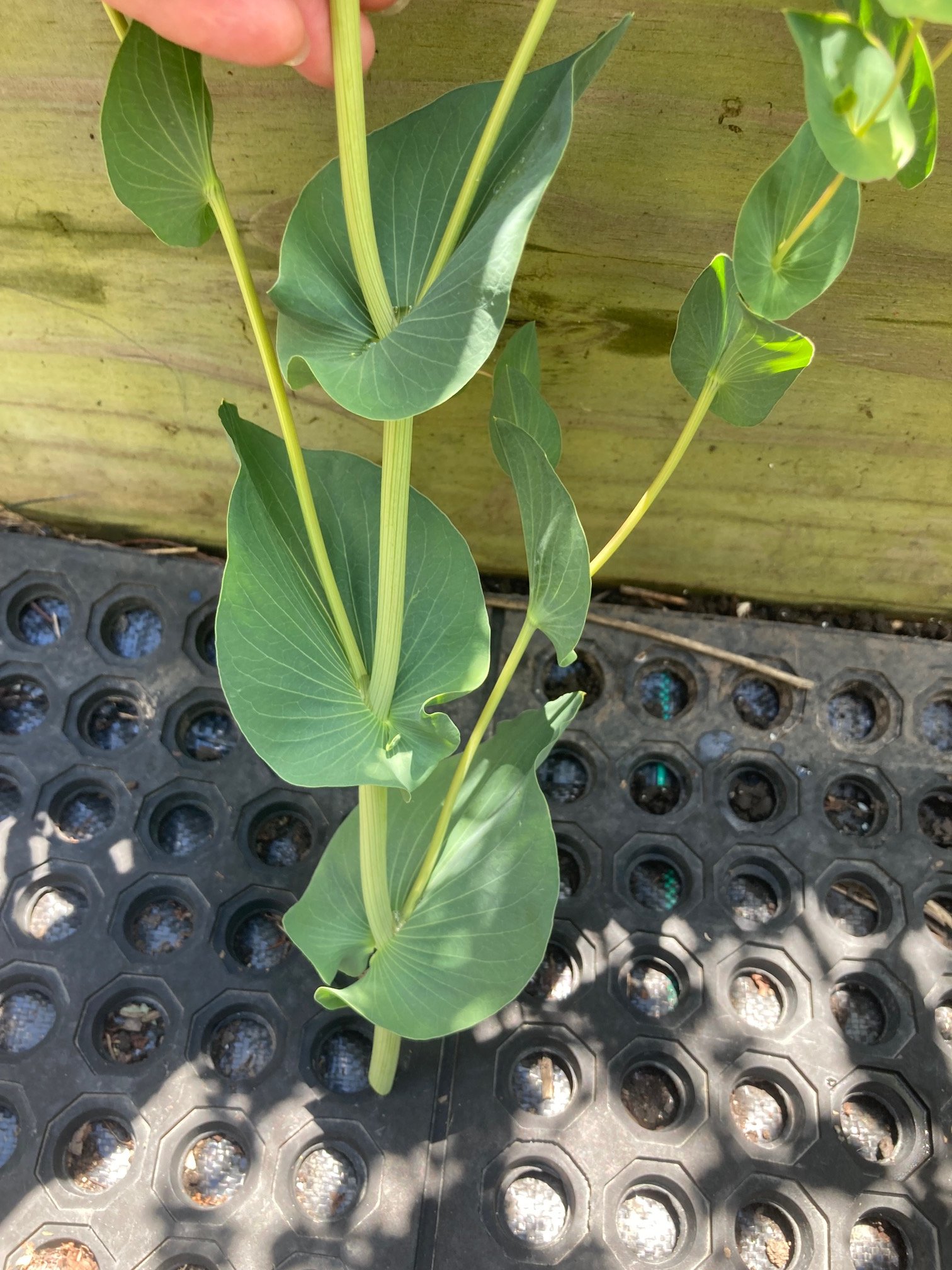 bupleurum leaves and stem 