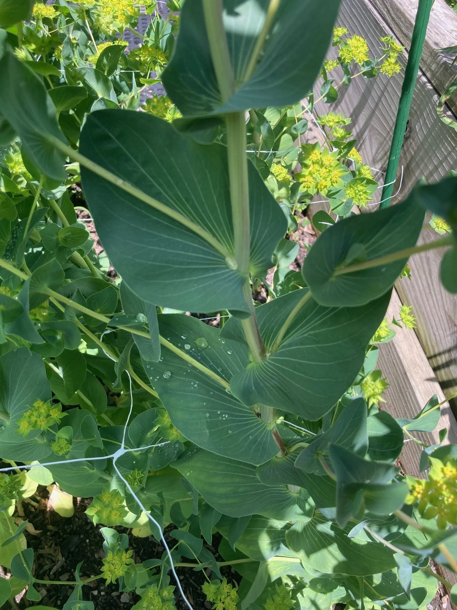 bupleurum leaves and stem