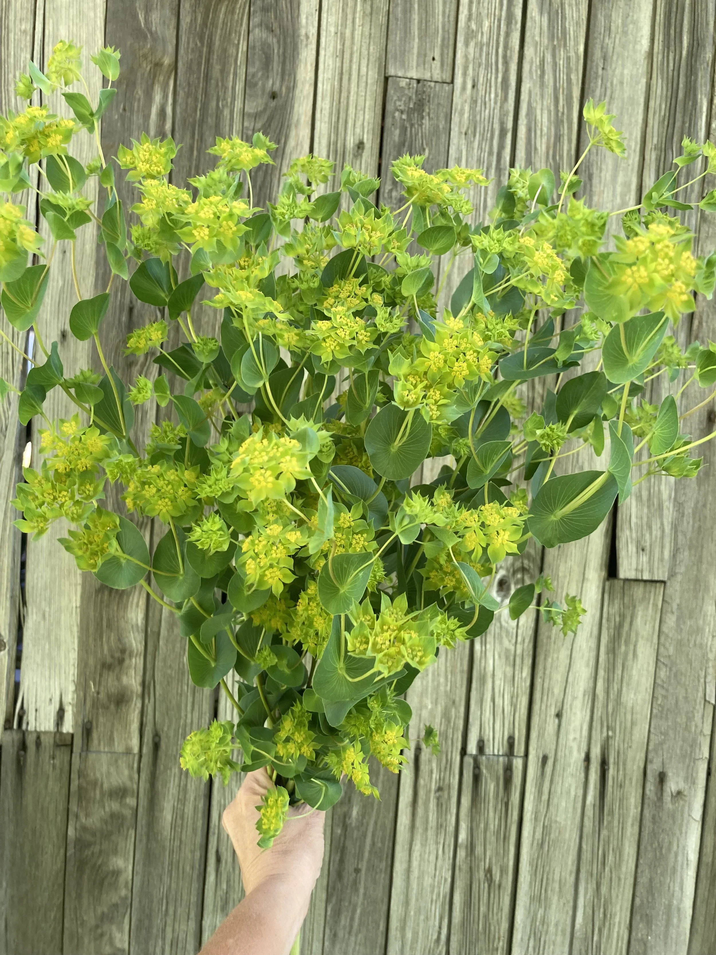 bupleurum