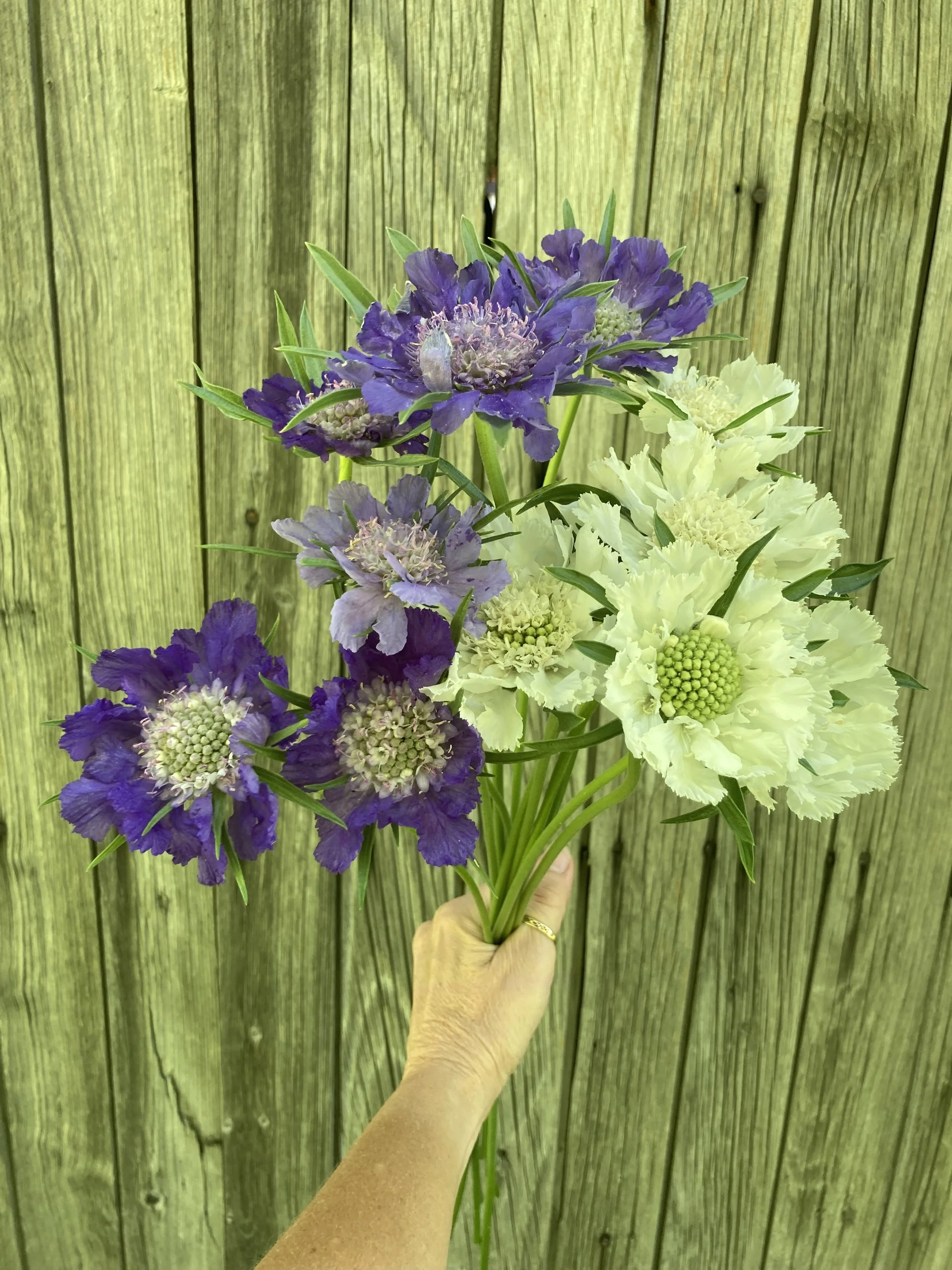 fama scabiosa a.k.a. pincushion flower