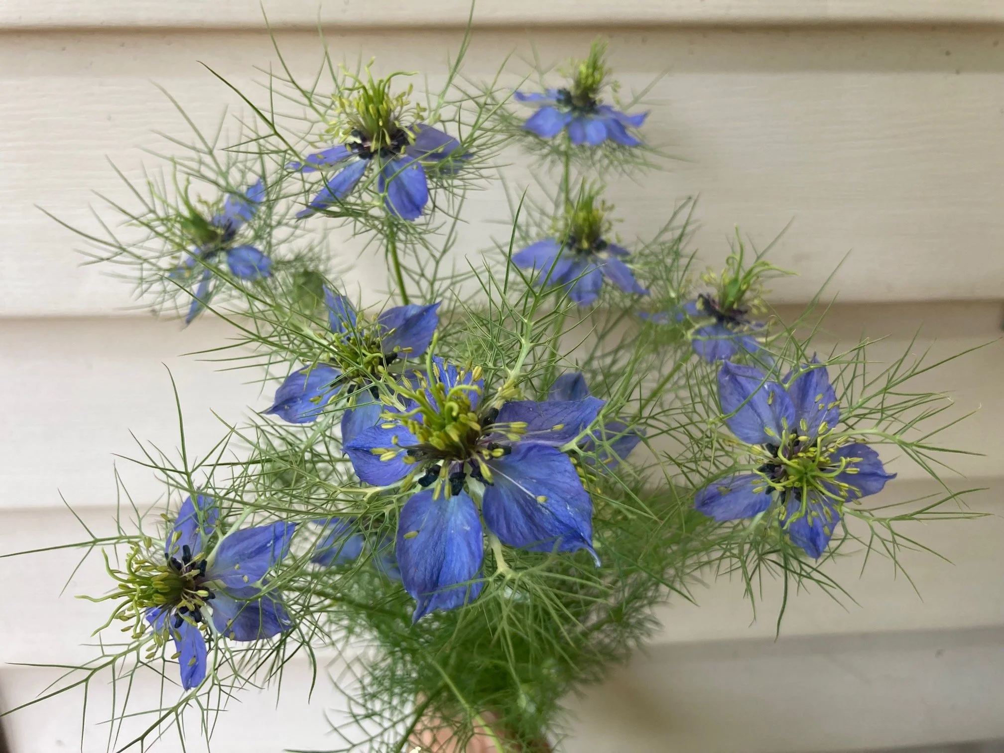 nigella a.k.a. love in a mist