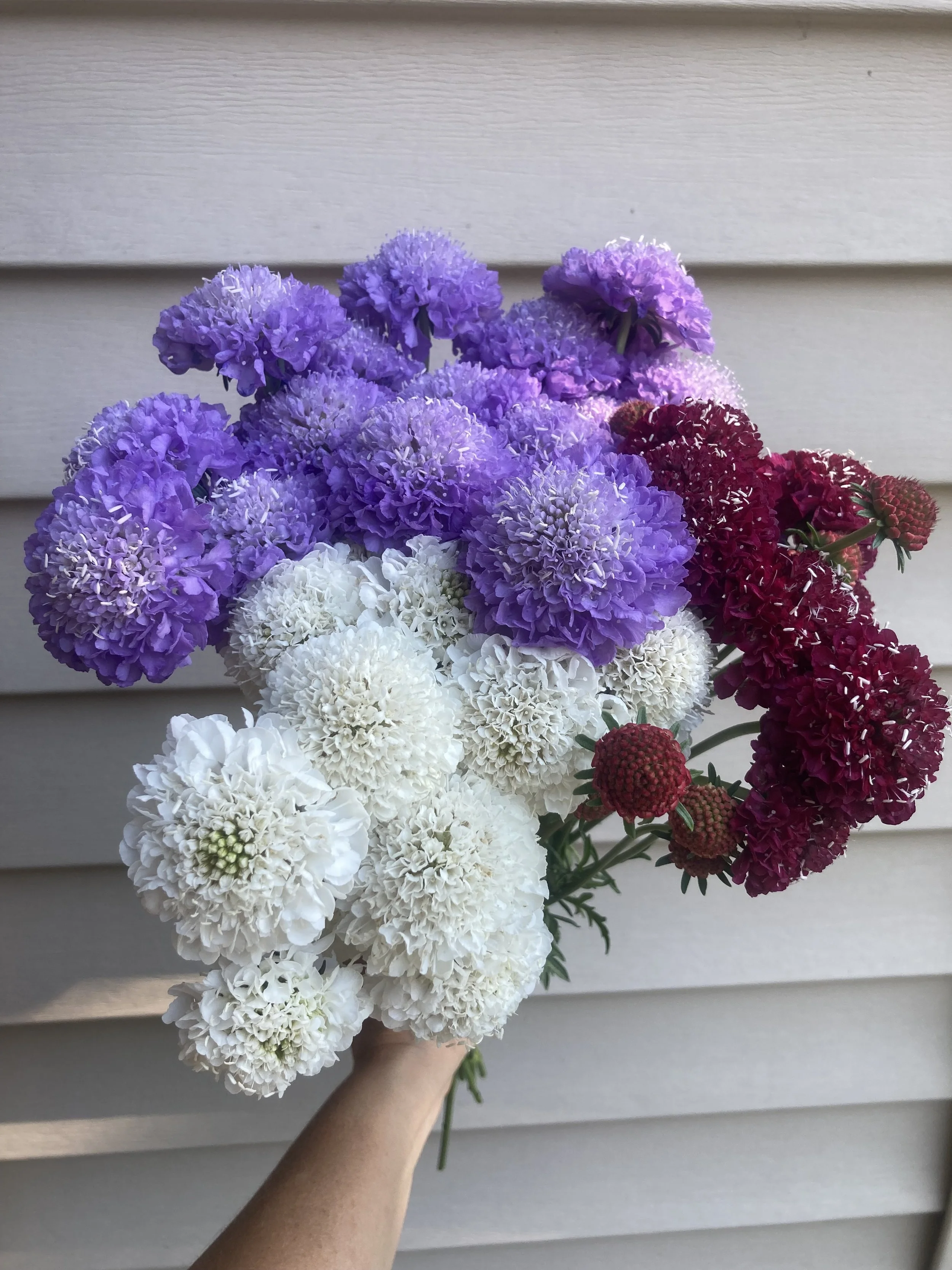 scoop scabiosa - new for me this year