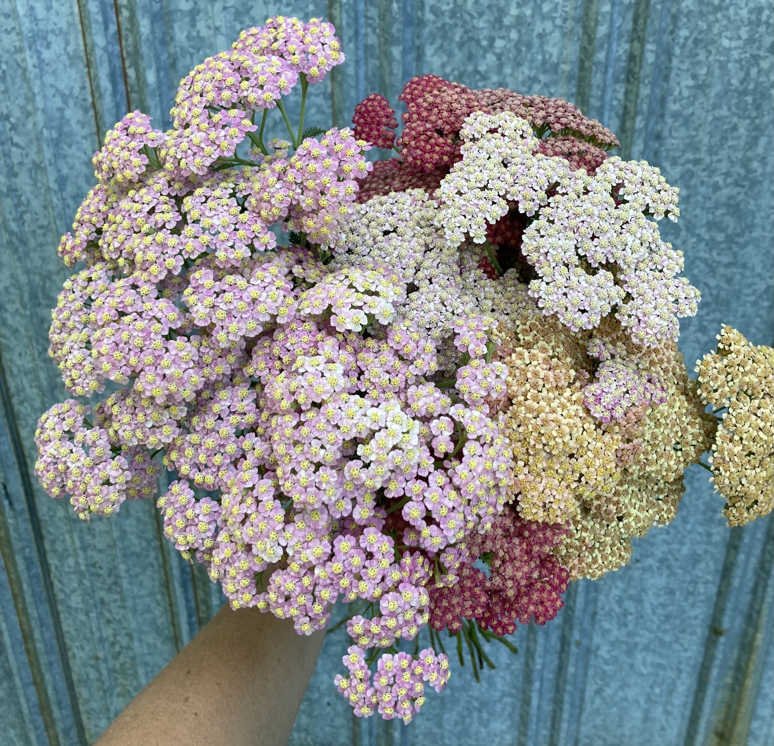 yarrow