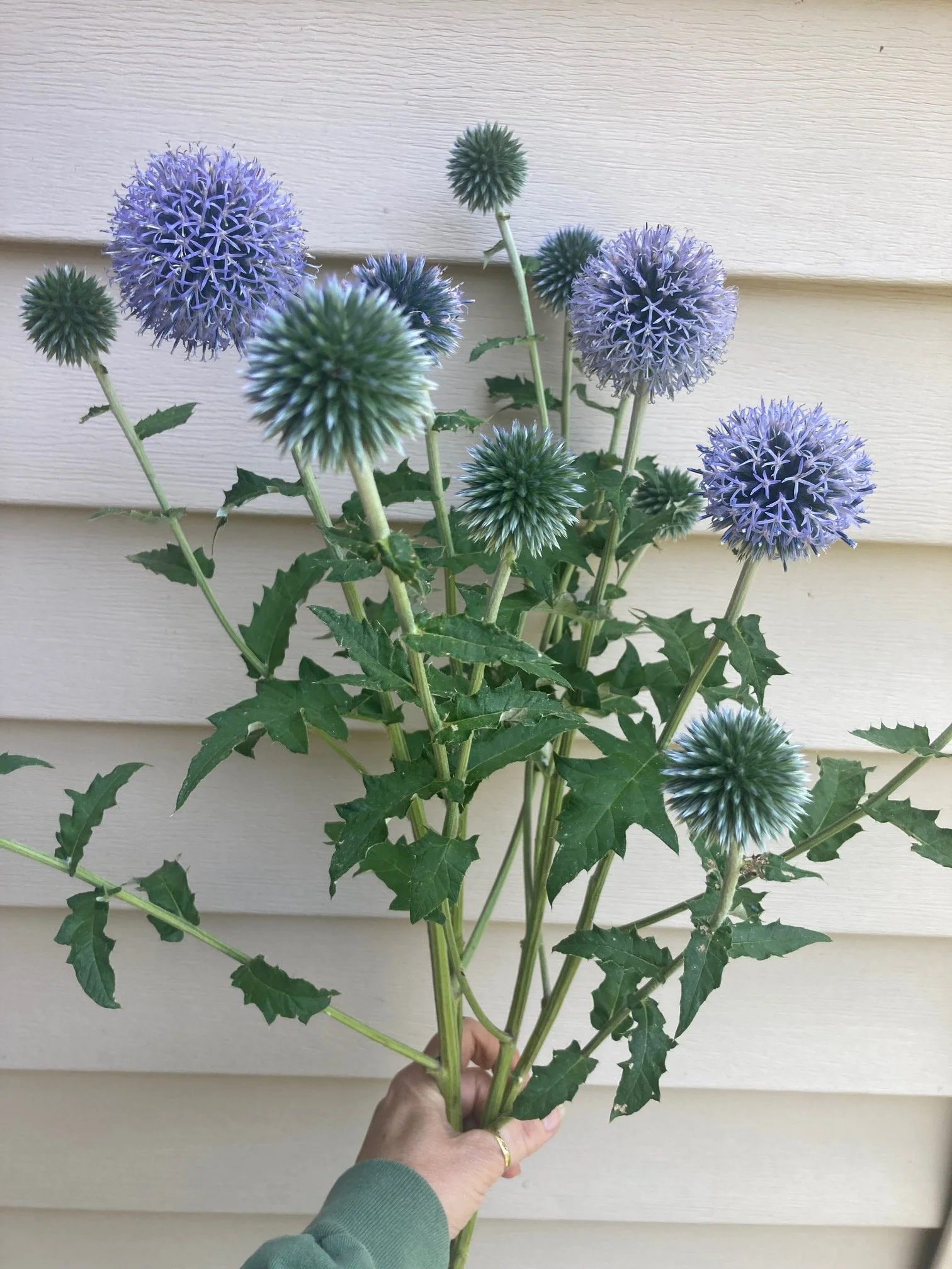 echinops