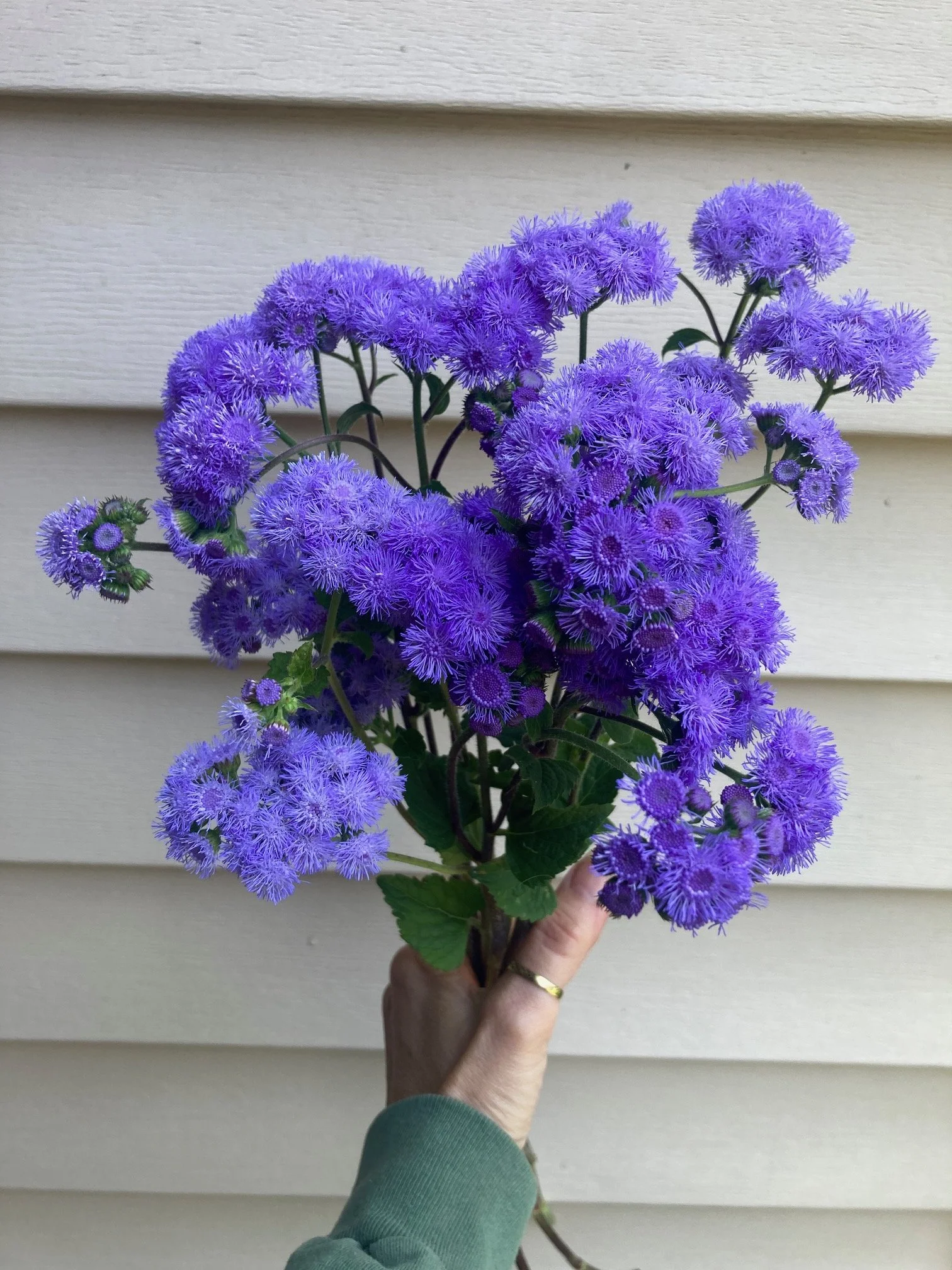 ageratum