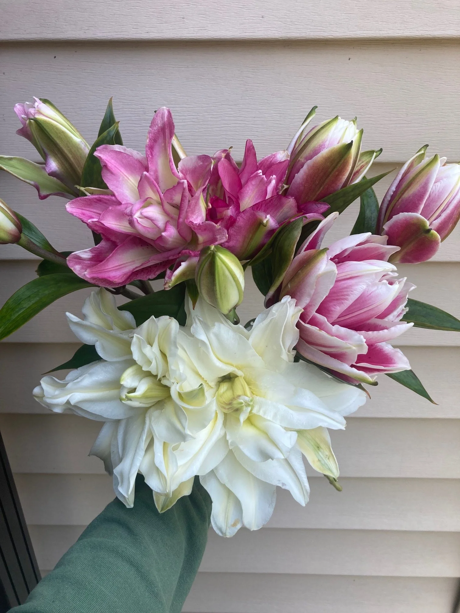 roselily double lily