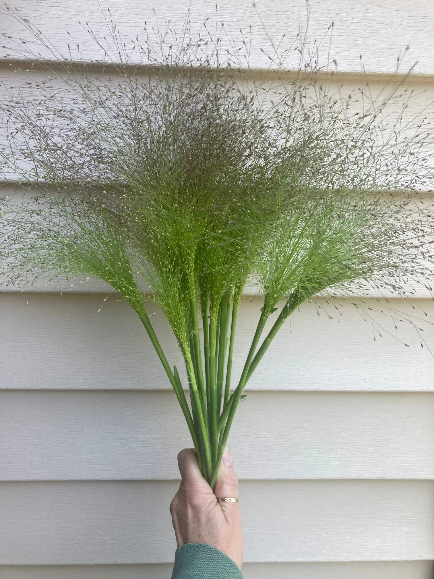 frosted explosion grass