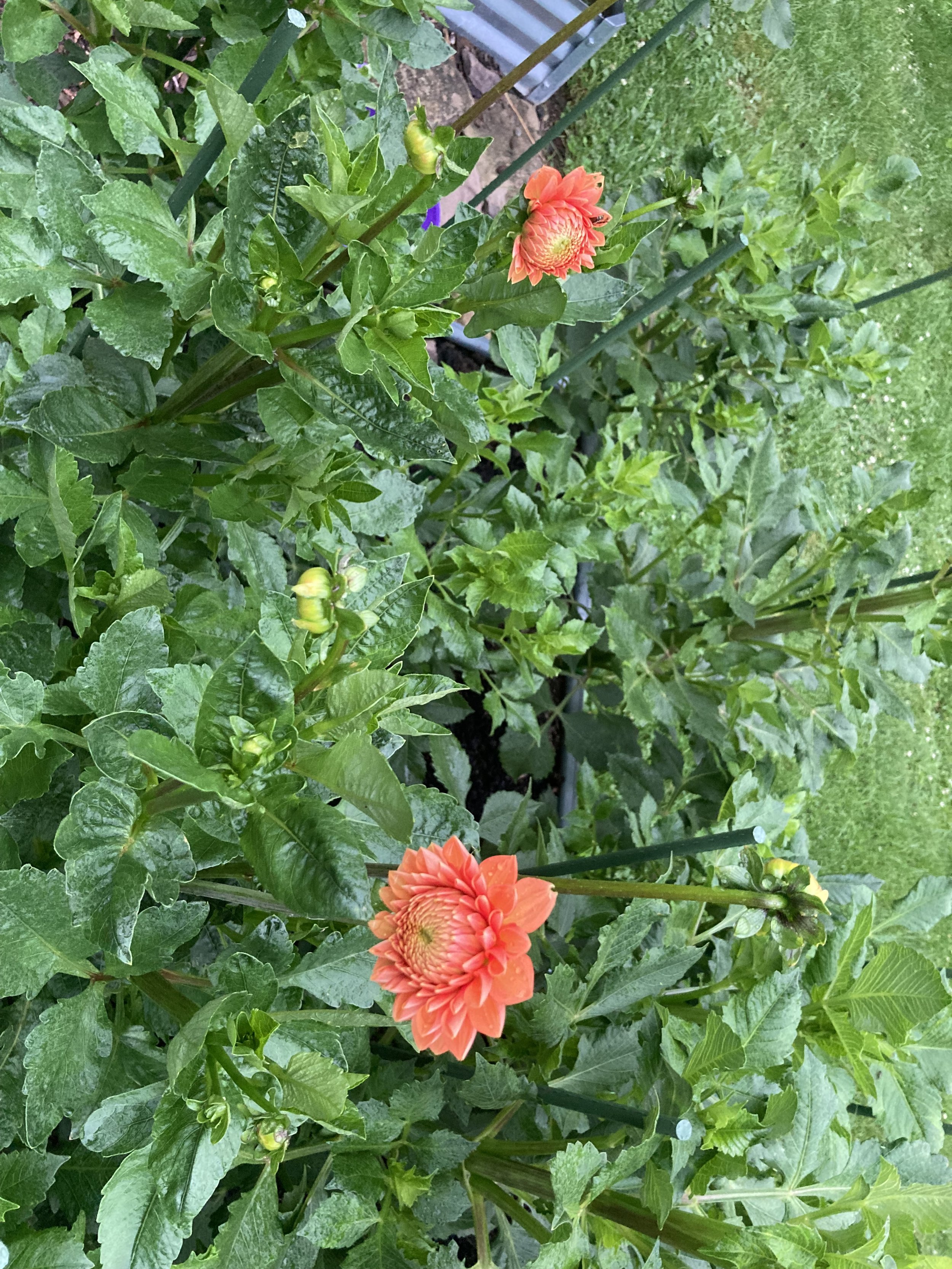 first dahlia blooms starting to open