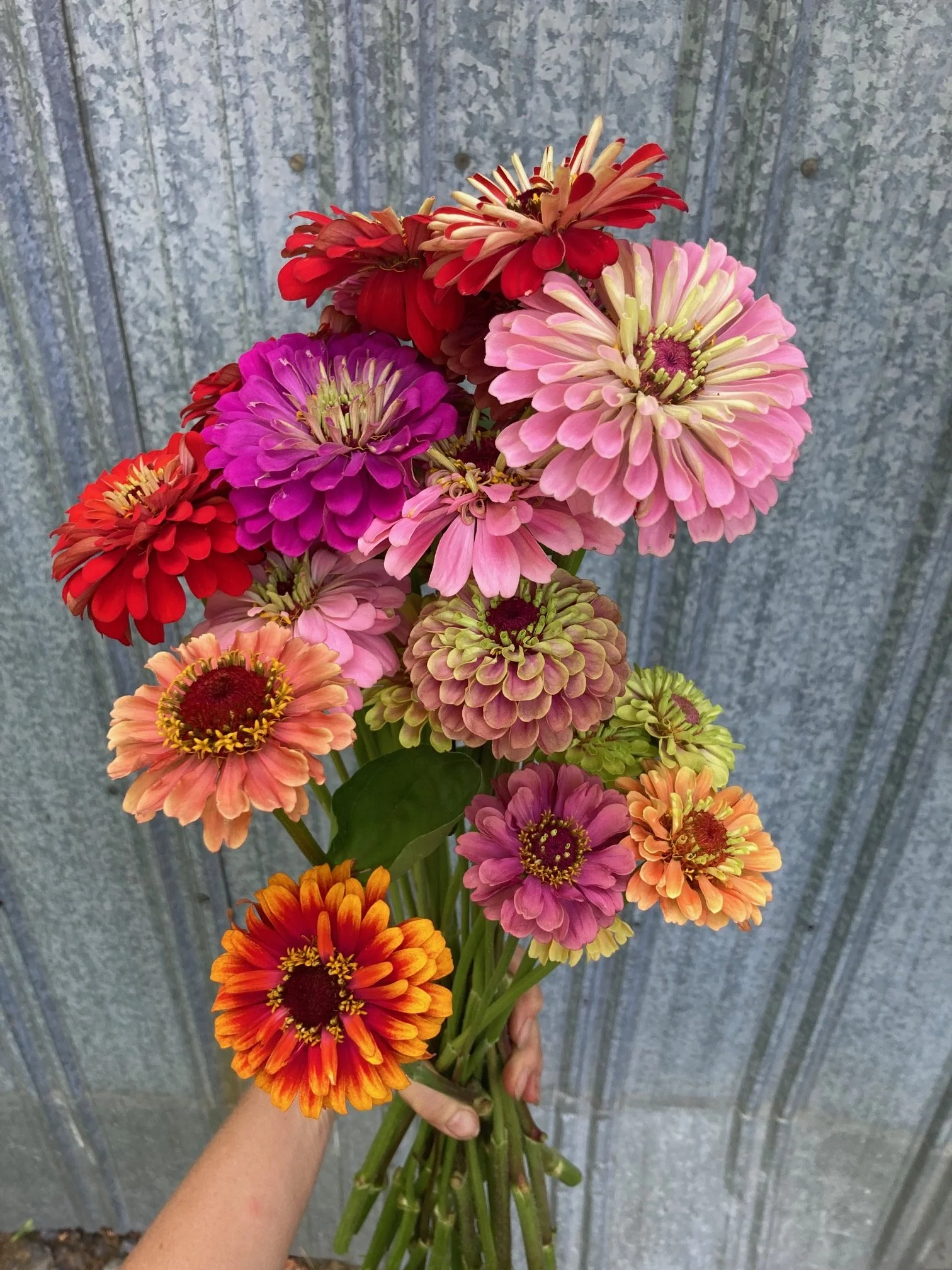 zinnias