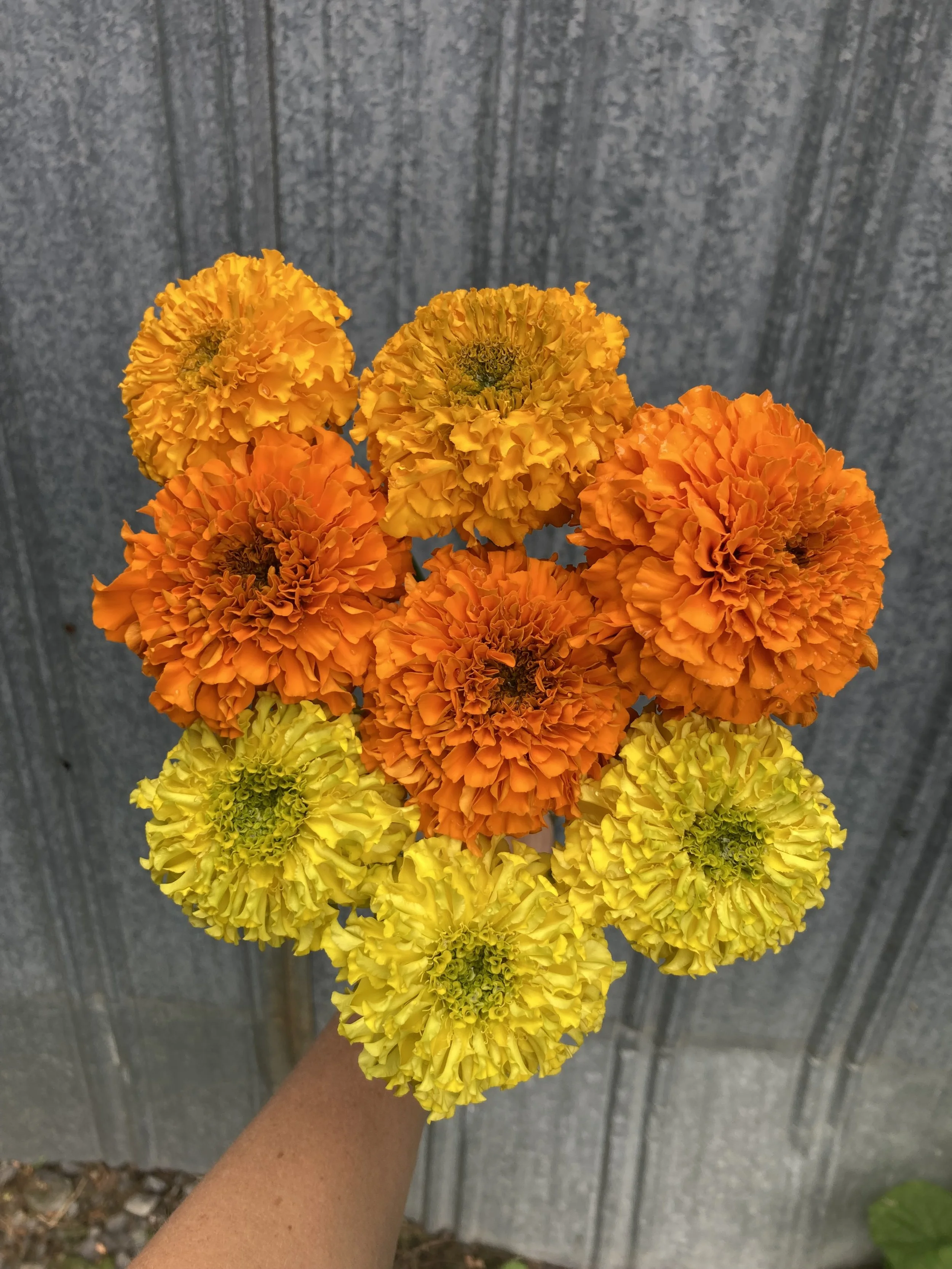 coco gold, giant orange and yellow