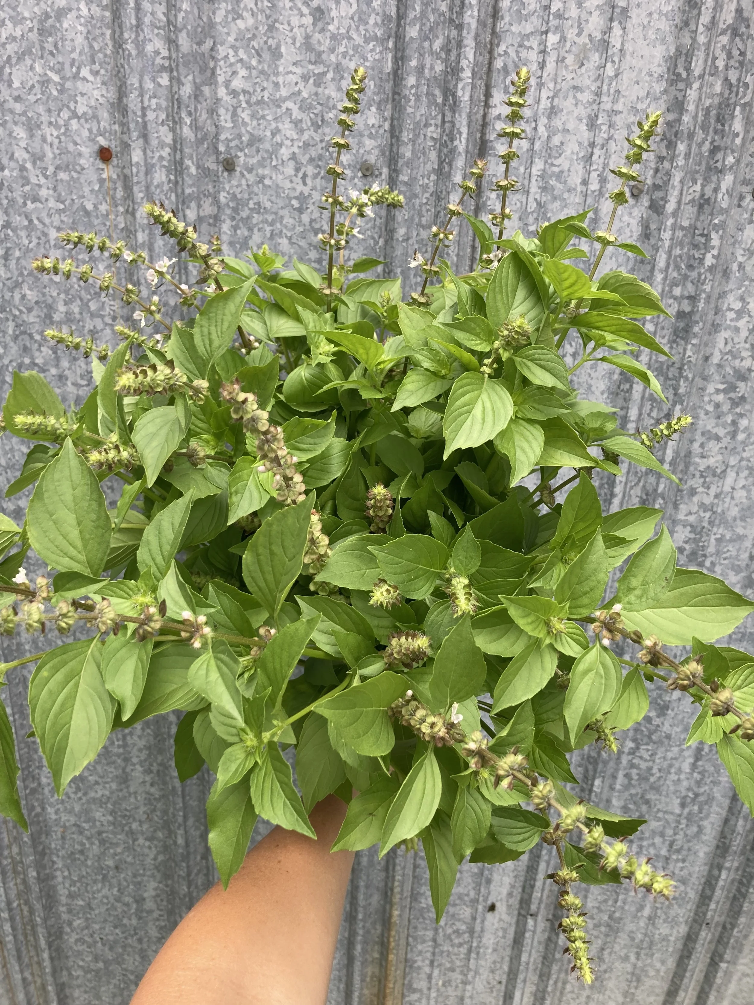 lemon basil