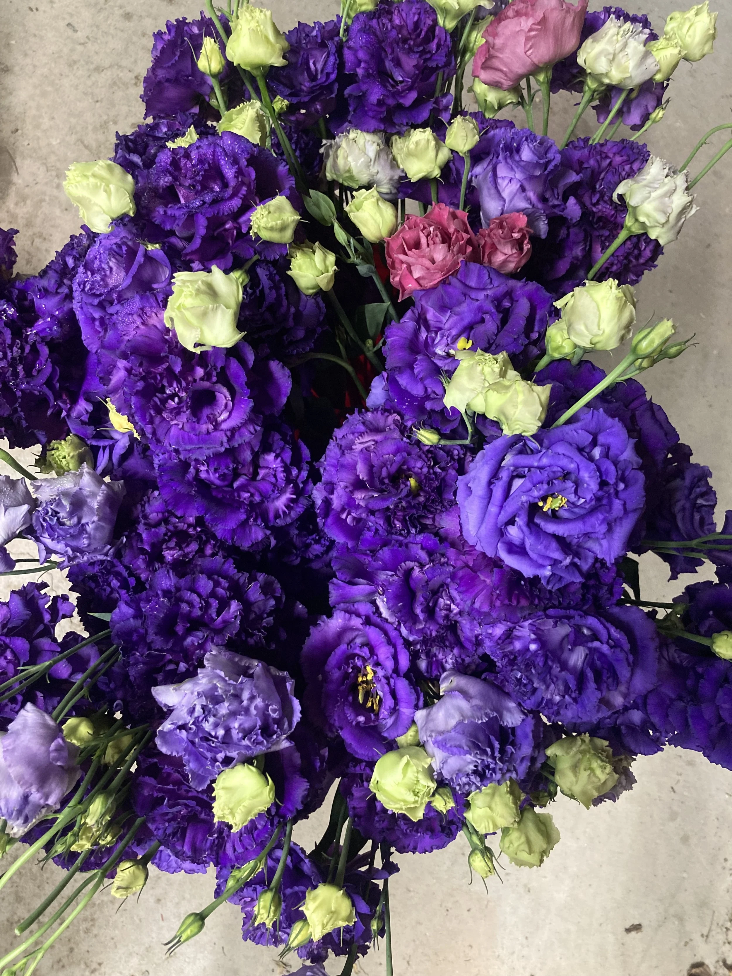 bucket of lisianthus