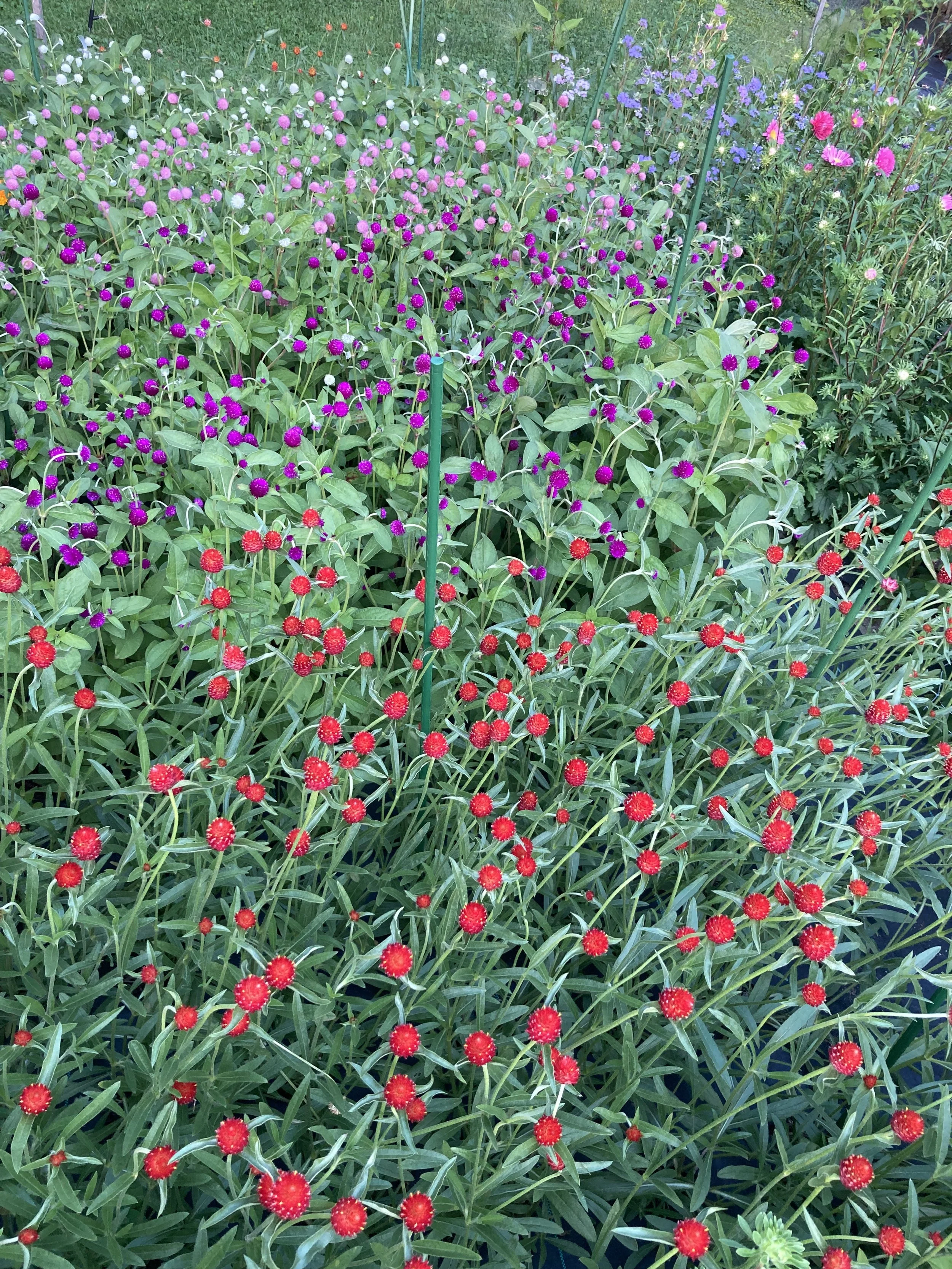 gomphrena patch