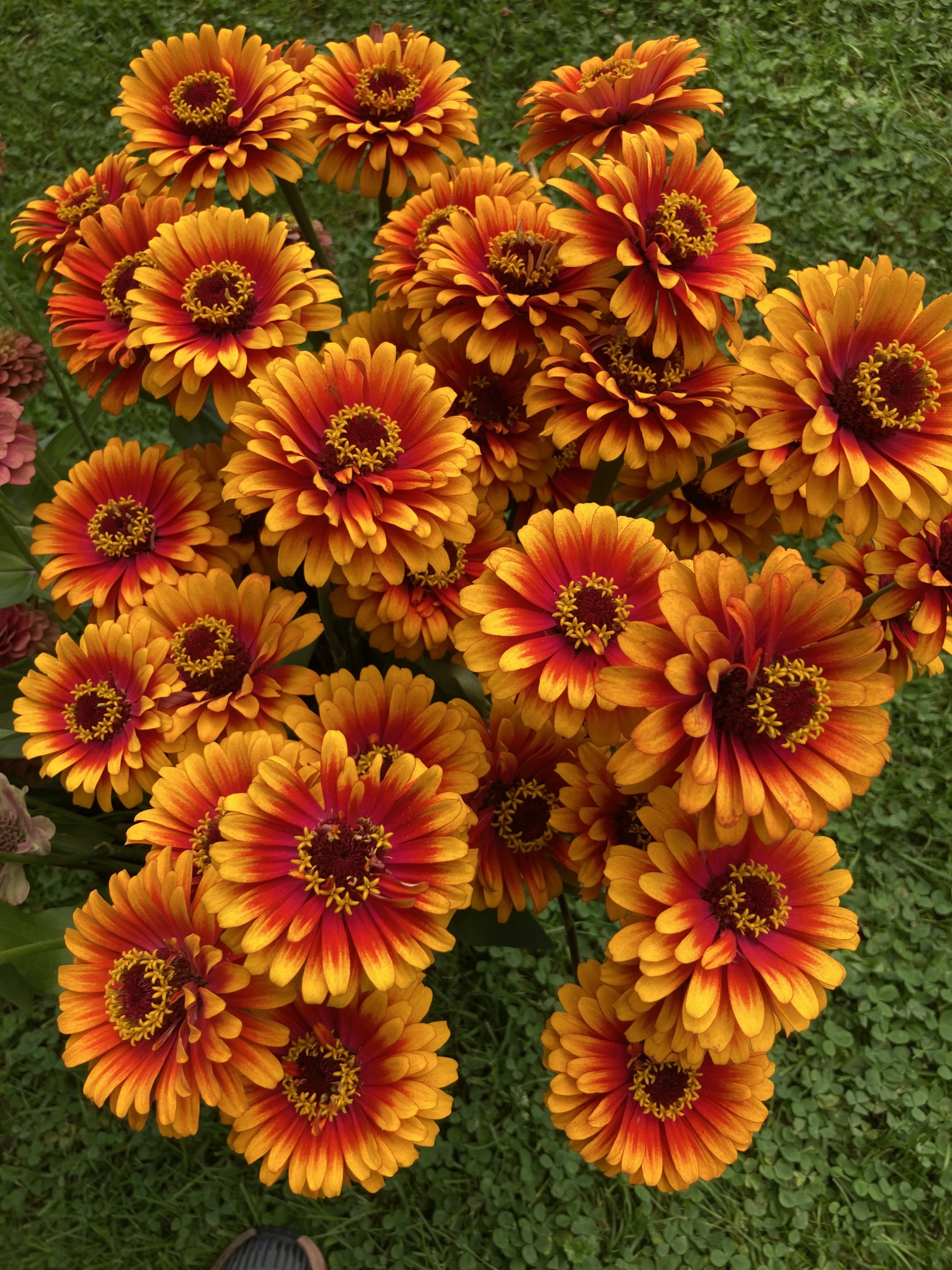 zowie zinnias