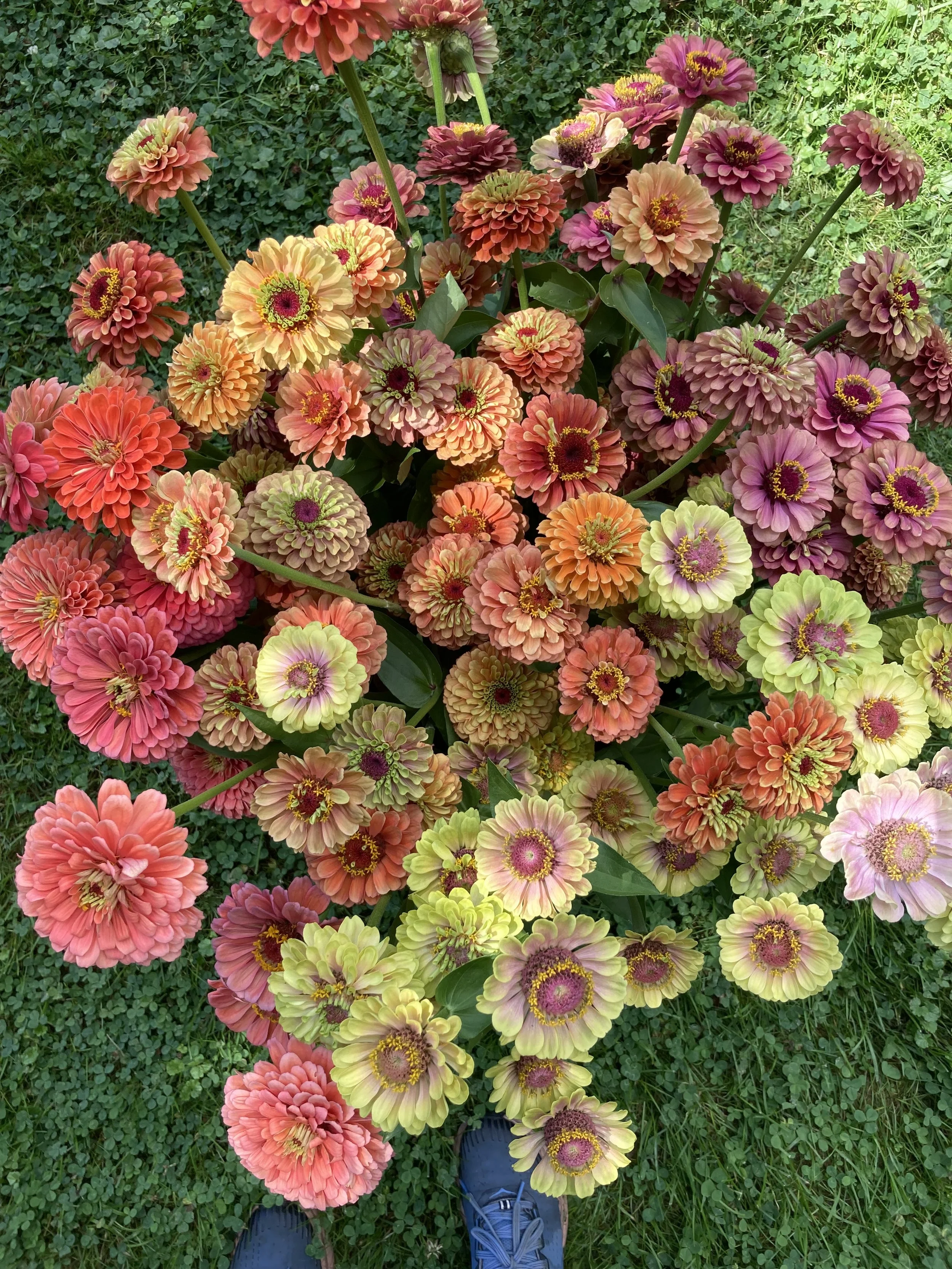queen lime zinnias