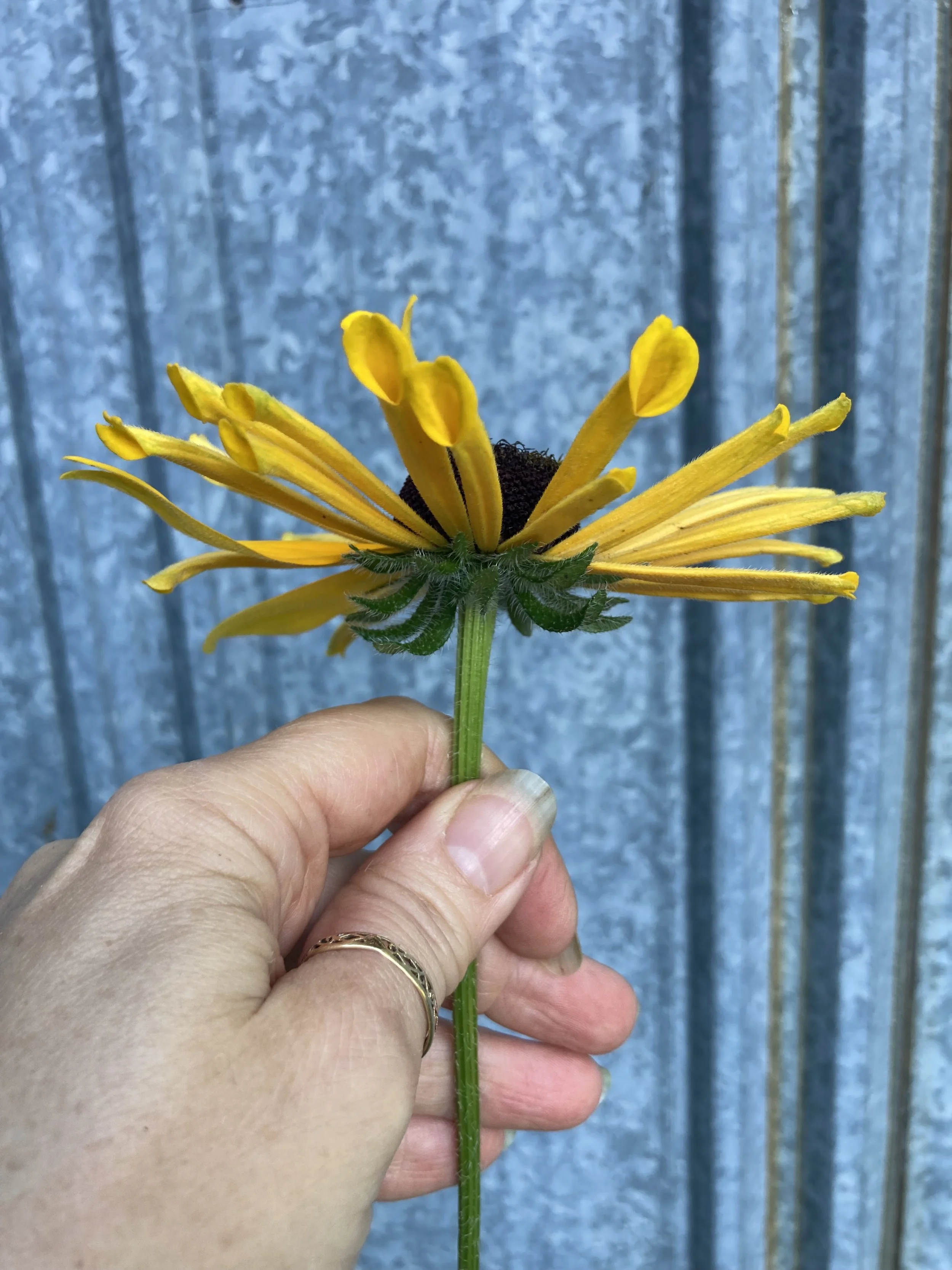 cool hollow petals like a straw