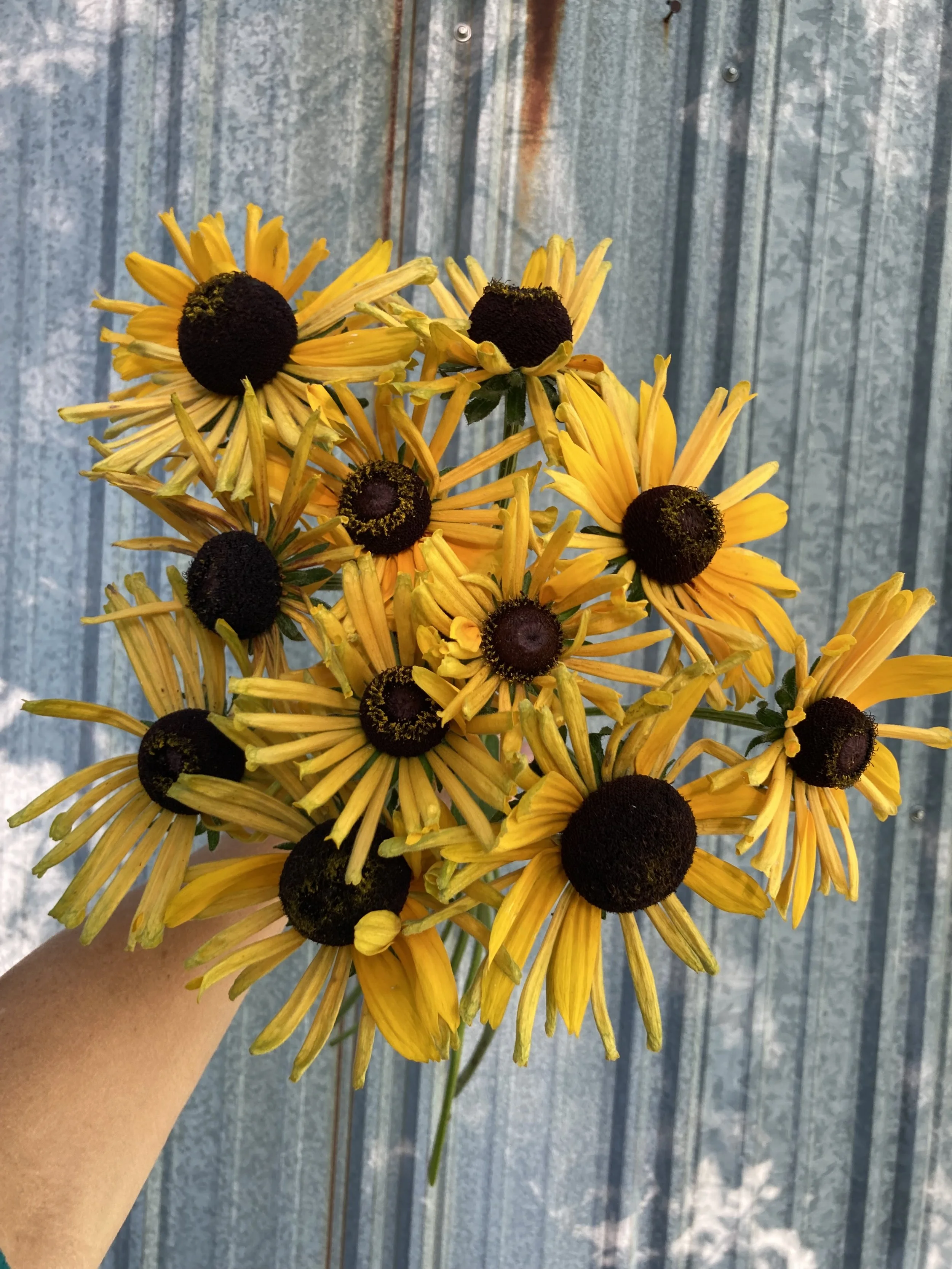 chim chiminee rudbeckia