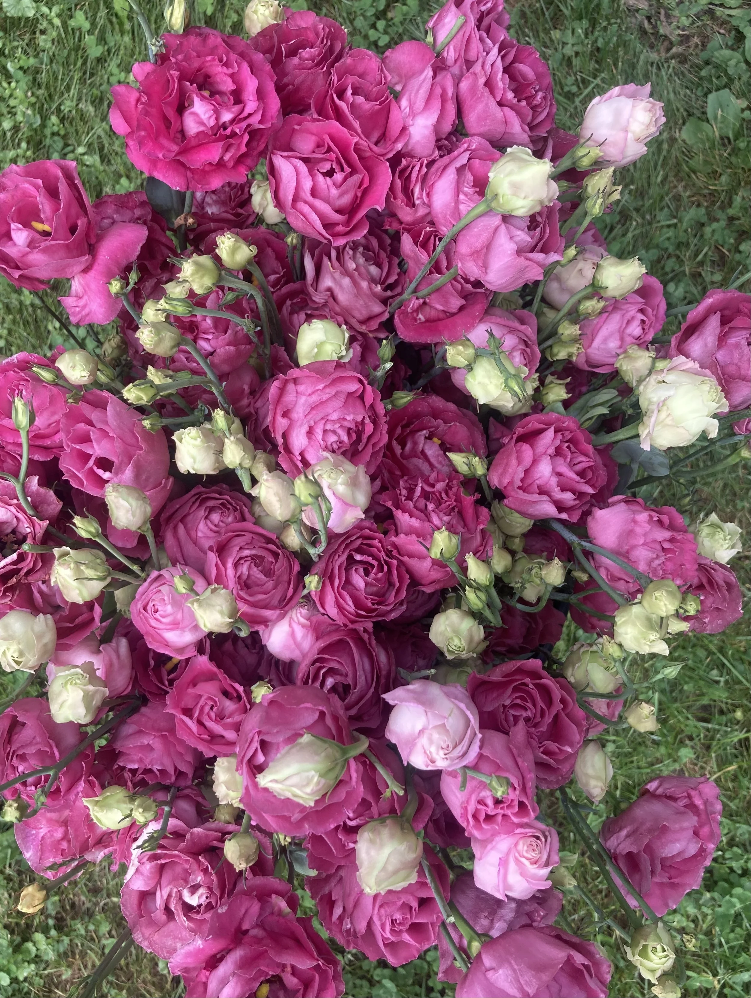 bucket of red lisianthus