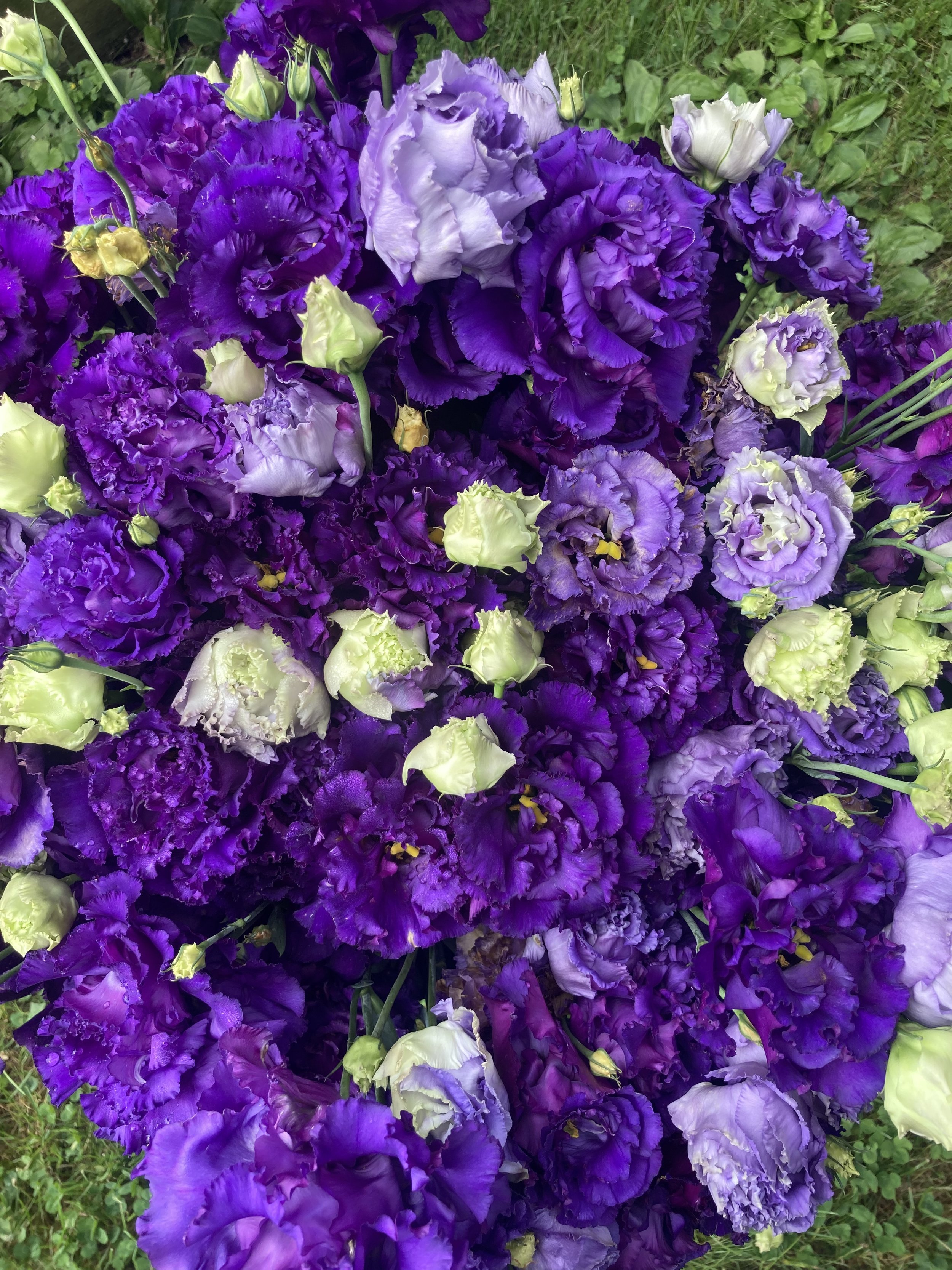 bucket of blue lisianthus