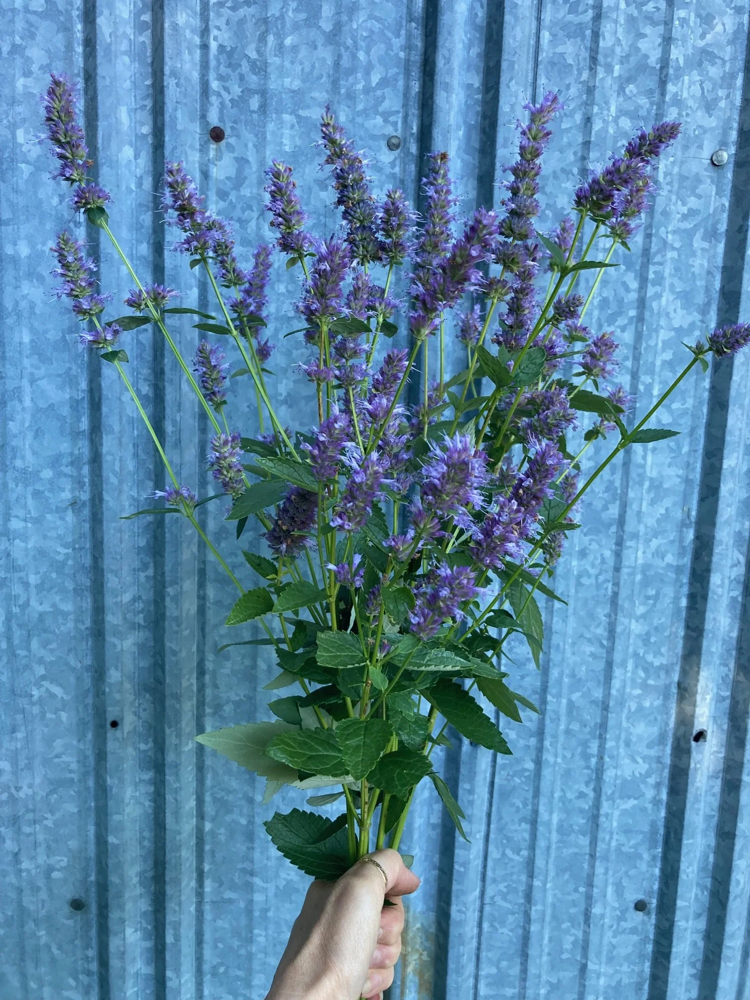 anise hyssop