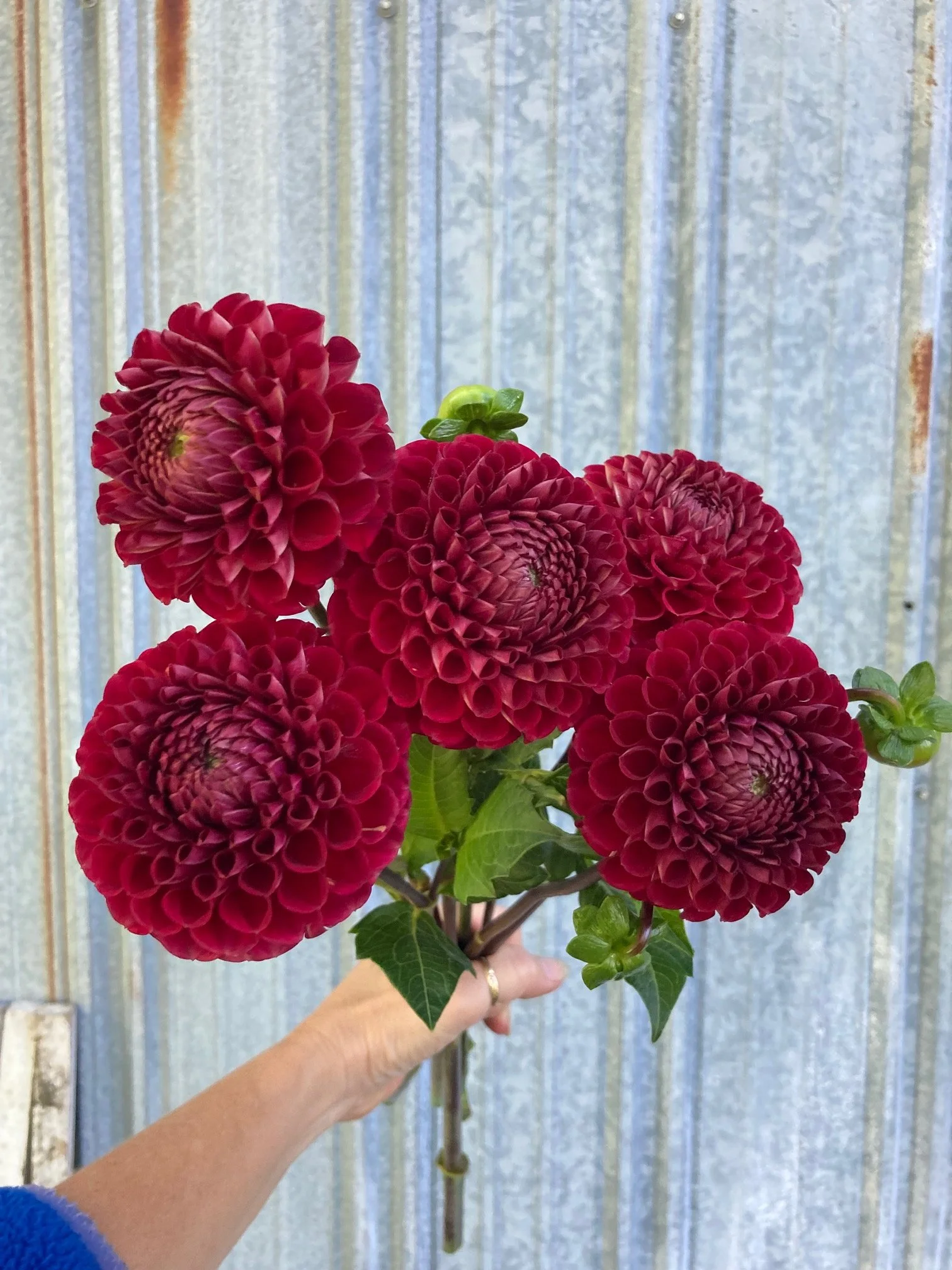 cornel dahlia