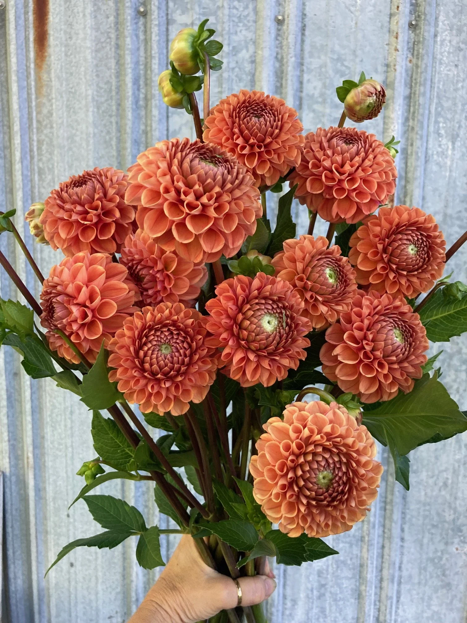 cornel bronze dahlia