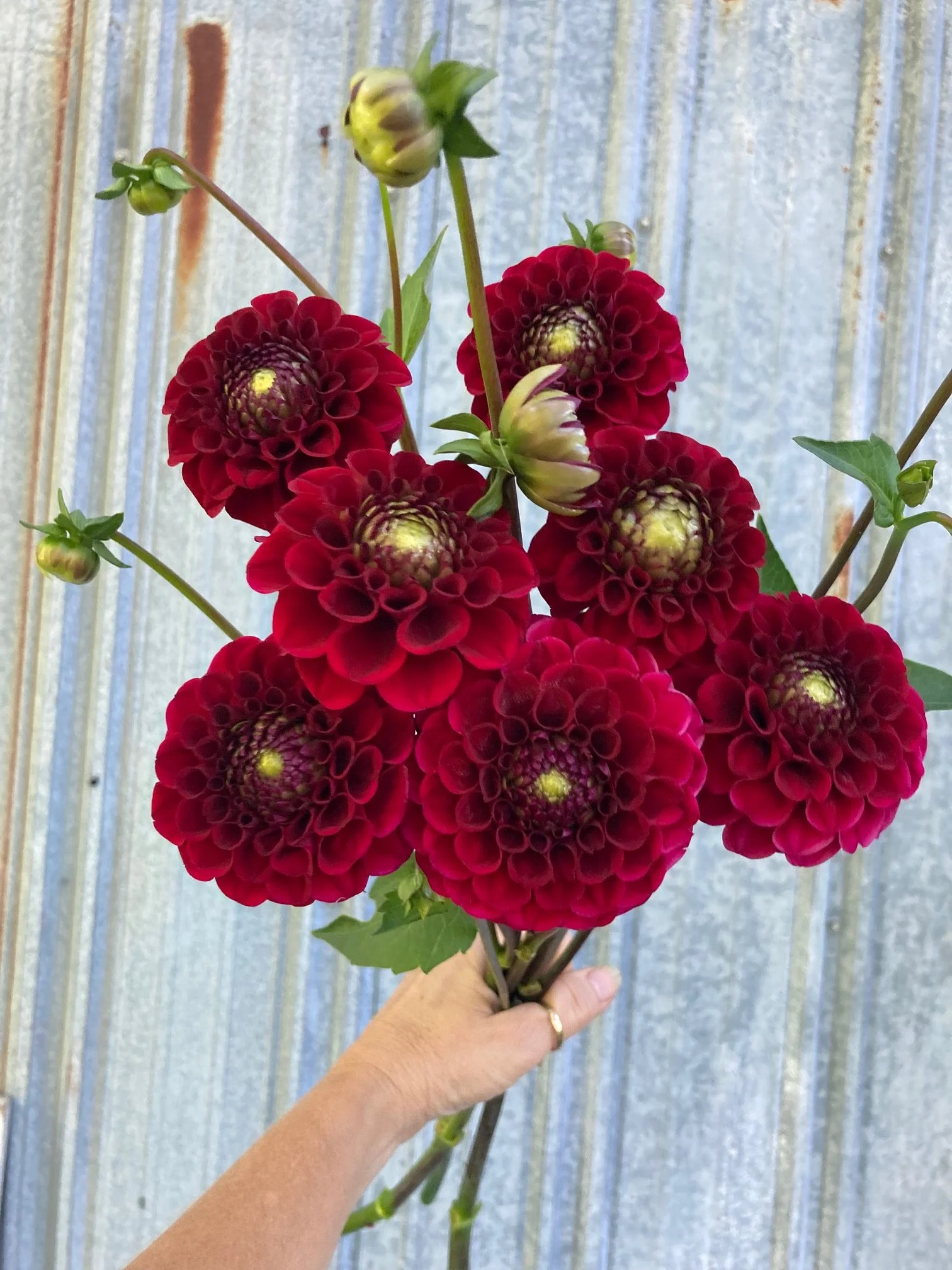 spooktacular dahlia
