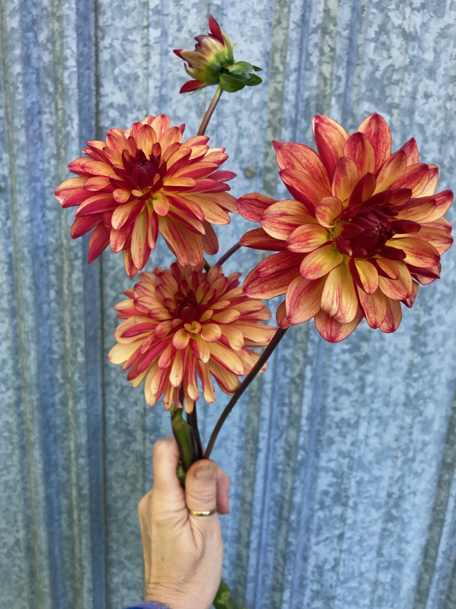 crazy legs dahlia