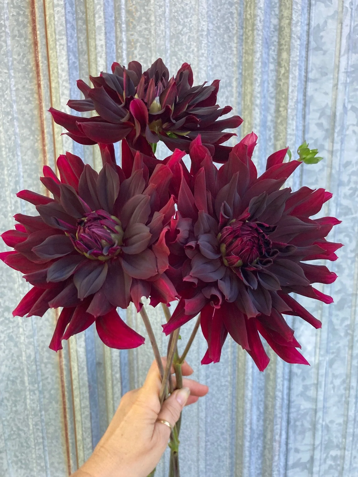 rip city dahlia