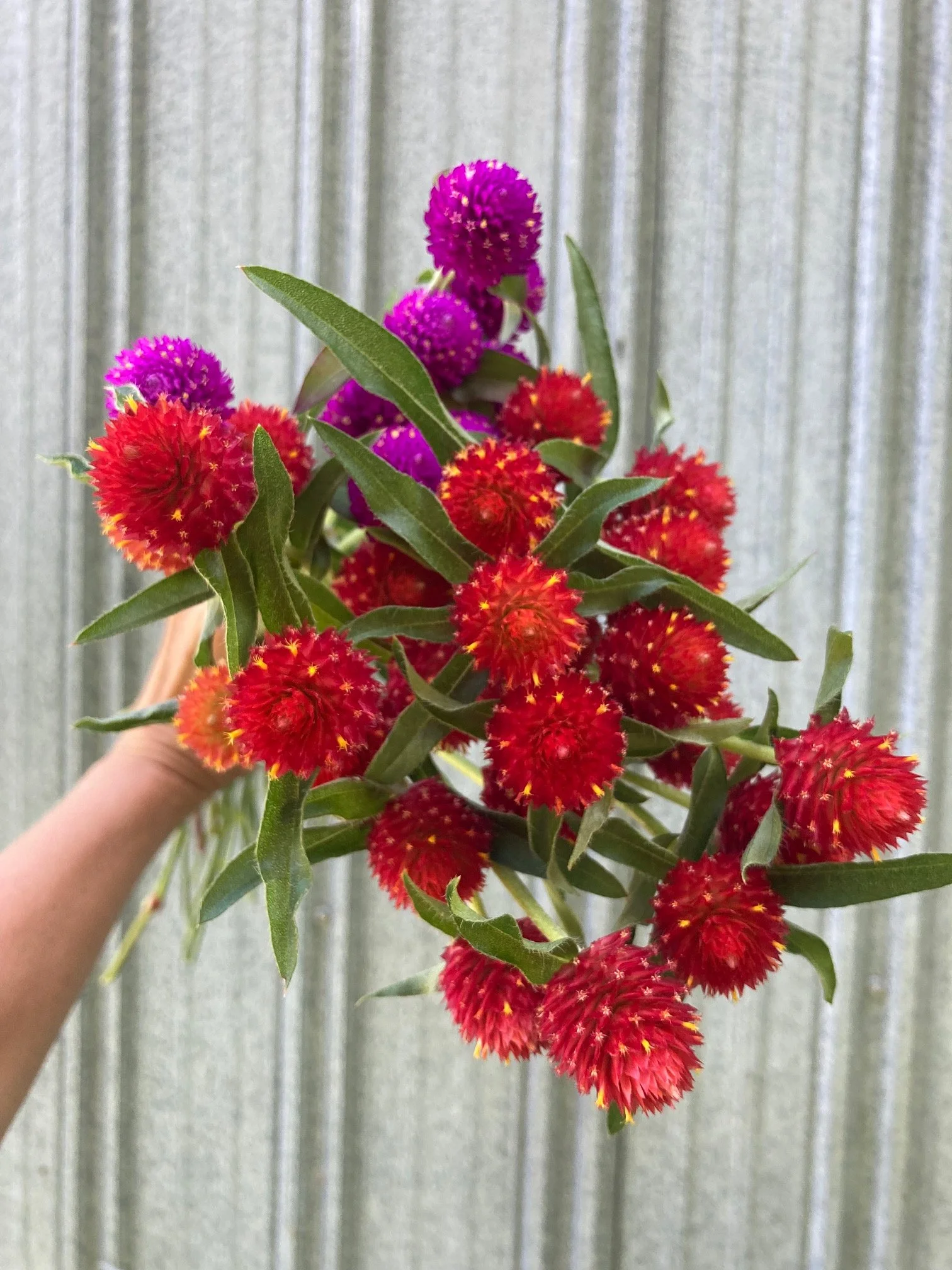 gomphrena