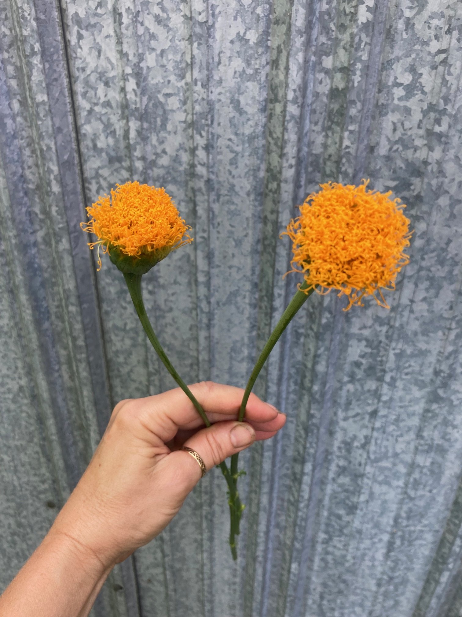 fluffy marigolds